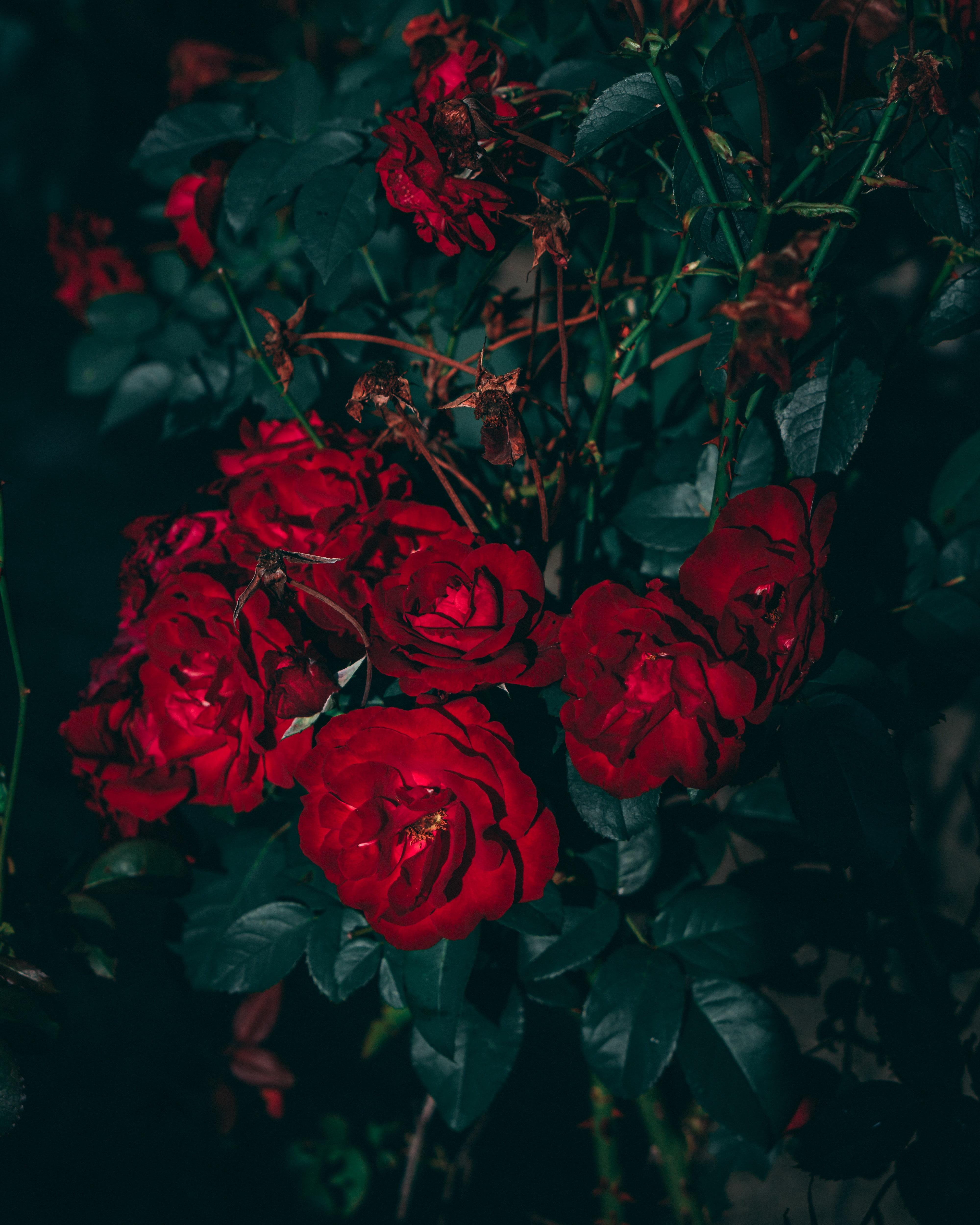fragility, rose - flower, garden, inflorescence, flower, plant, focus on foreground, roses, bloom, bush, plant part, rose, flower head, leaf, vulnerability, Phone HD Wallpaper
