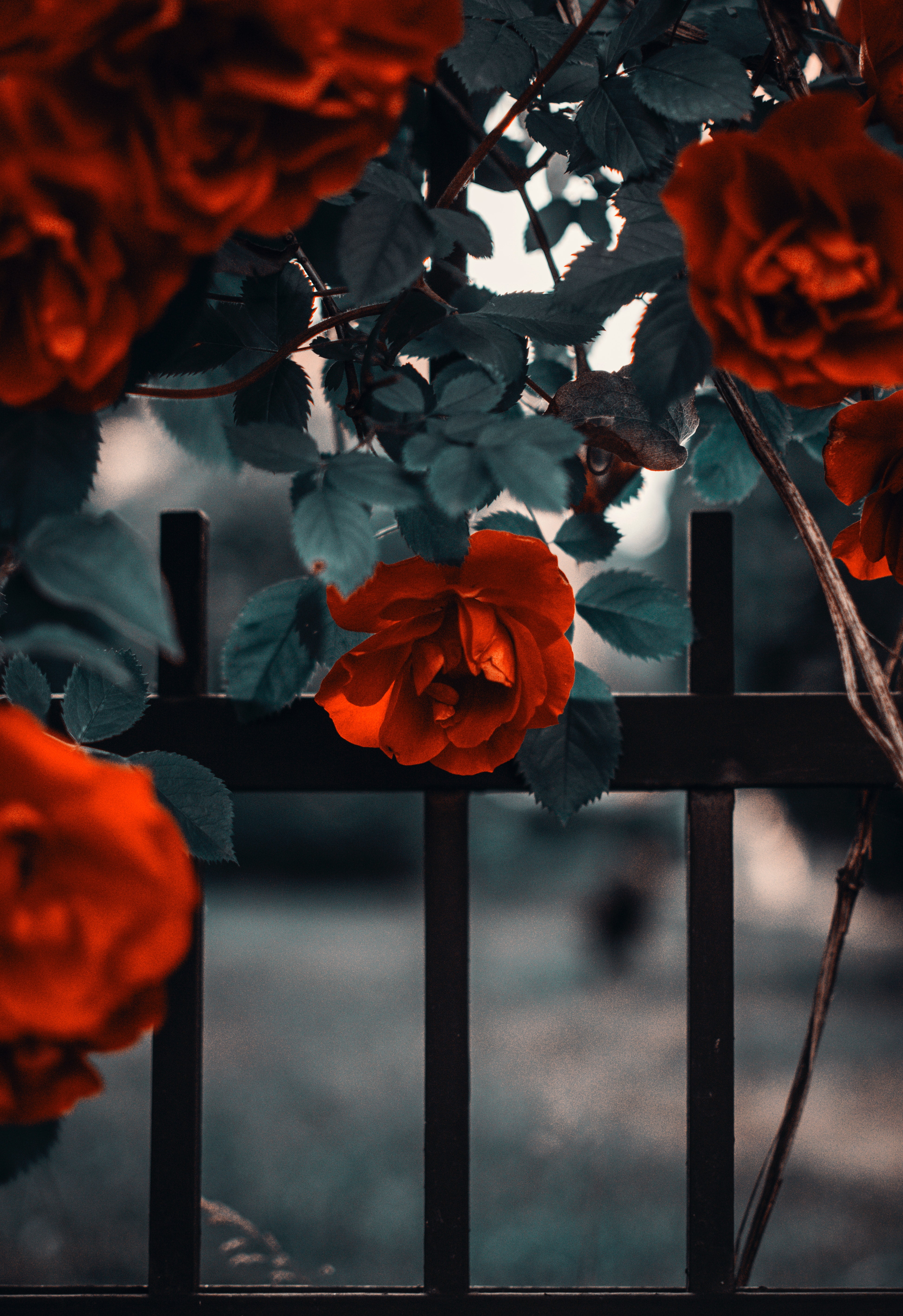 beauty in nature, rose - flower, boundary, fragility, petal, flower head, outdoors, freshness, vulnerability, close-up, flower arrangement, plant, 5K, Phone HD Wallpaper