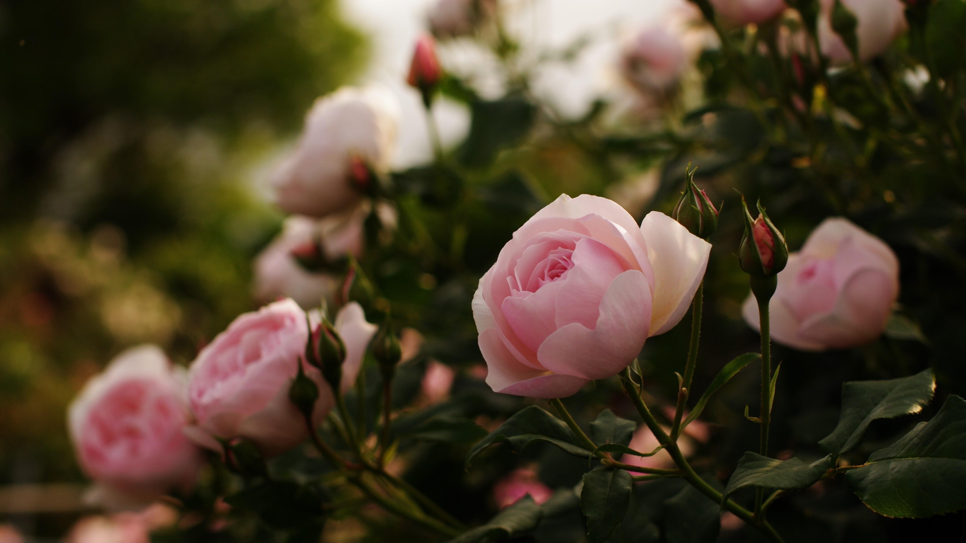 bloom, 4K, roses, buds, flora, rose, bushes, garden, herbs, leaves, HD Wallpaper