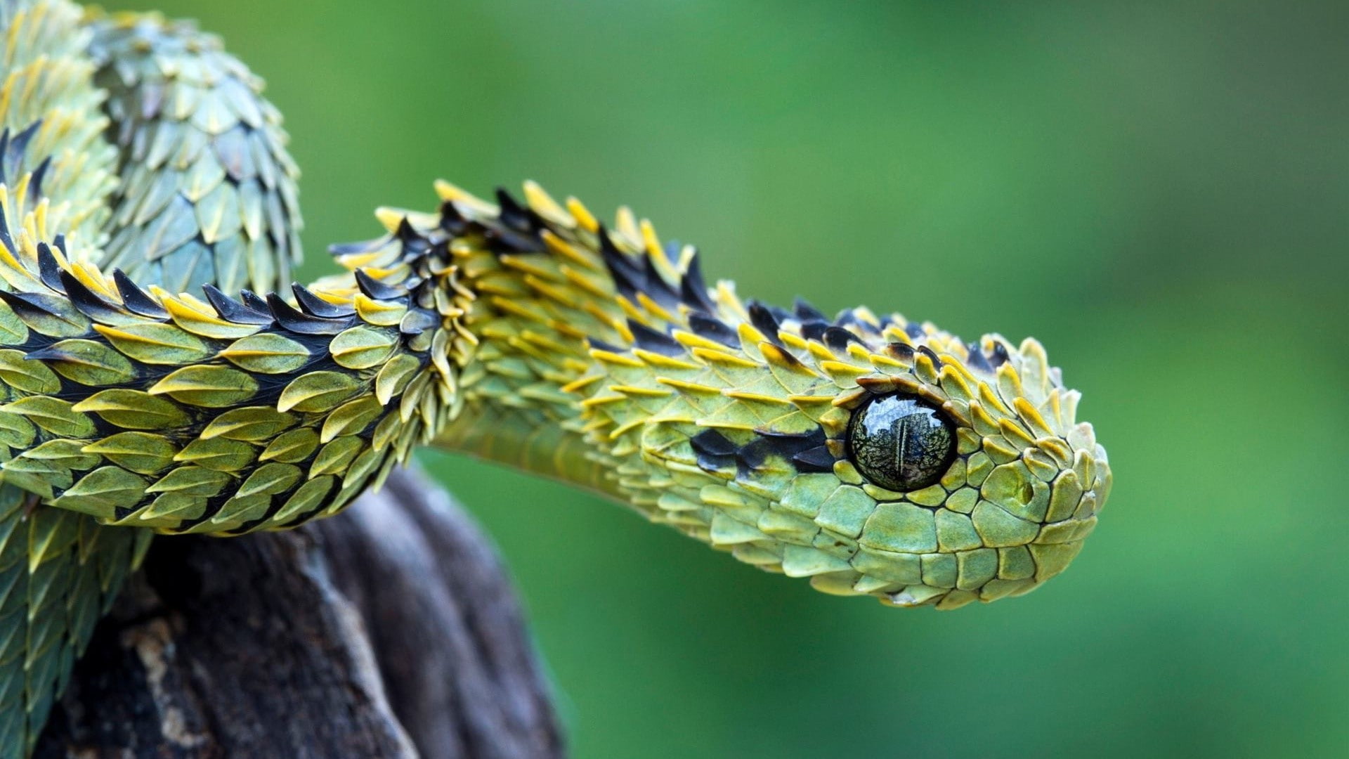 hairy bush viper, vipers, snake, animals, nature, macro, 1080P, HD Wallpaper