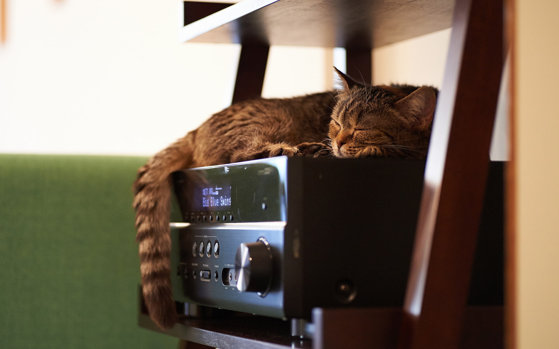 animals, receiver, 1080P, sleep, cat, hd, HD Wallpaper
