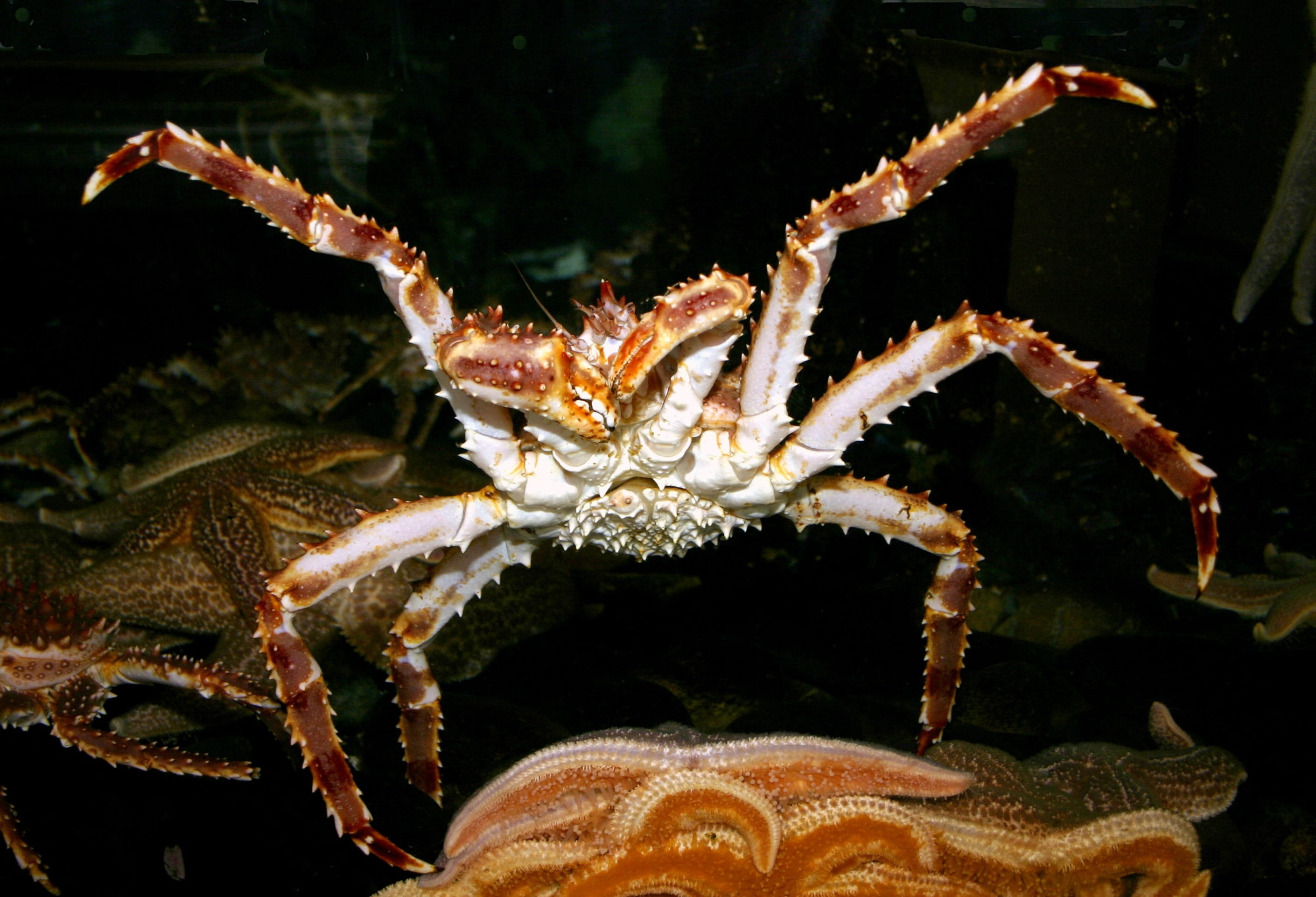 water, undersea, macro, Red King Crab, close-up, nature, seafood, underwater, crab, crustacean, zoology, lobster, full length, animal wildlife, Ocean, animals in the wild, HD Wallpaper
