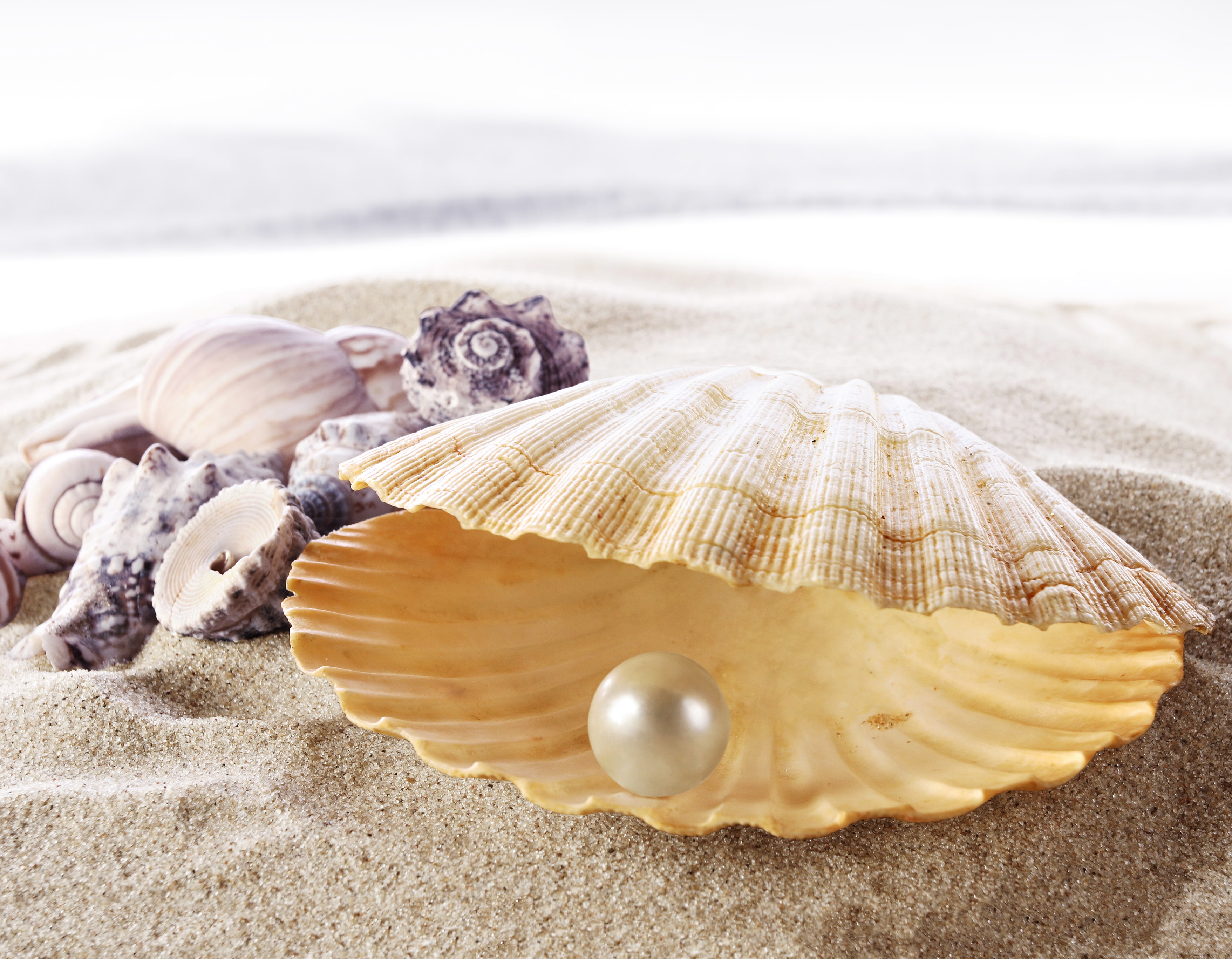 animal themes, pearl, 2K, perl, seashell, small, sea, no people, sand, canine, domestic animals, land, shell, nature, pets, marine, animal wildlife, animal, HD Wallpaper