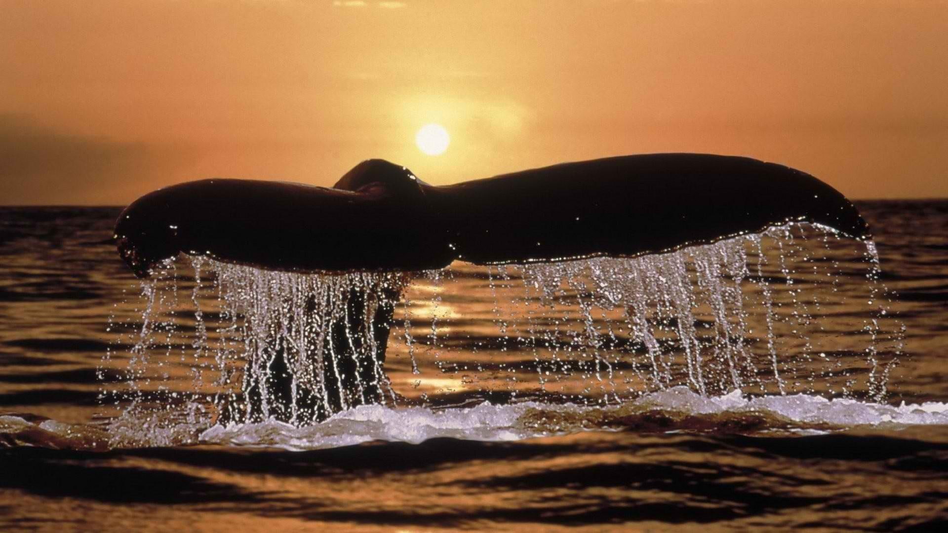 diving, foam, giant, force, 1080P, waves, photoshop, picture, white, fishes, water, sunny, black, nice, seas, beije, HD Wallpaper