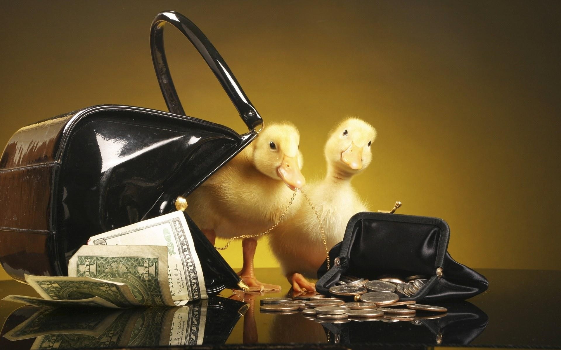 1080P, purse, ducklings, money, HD Wallpaper