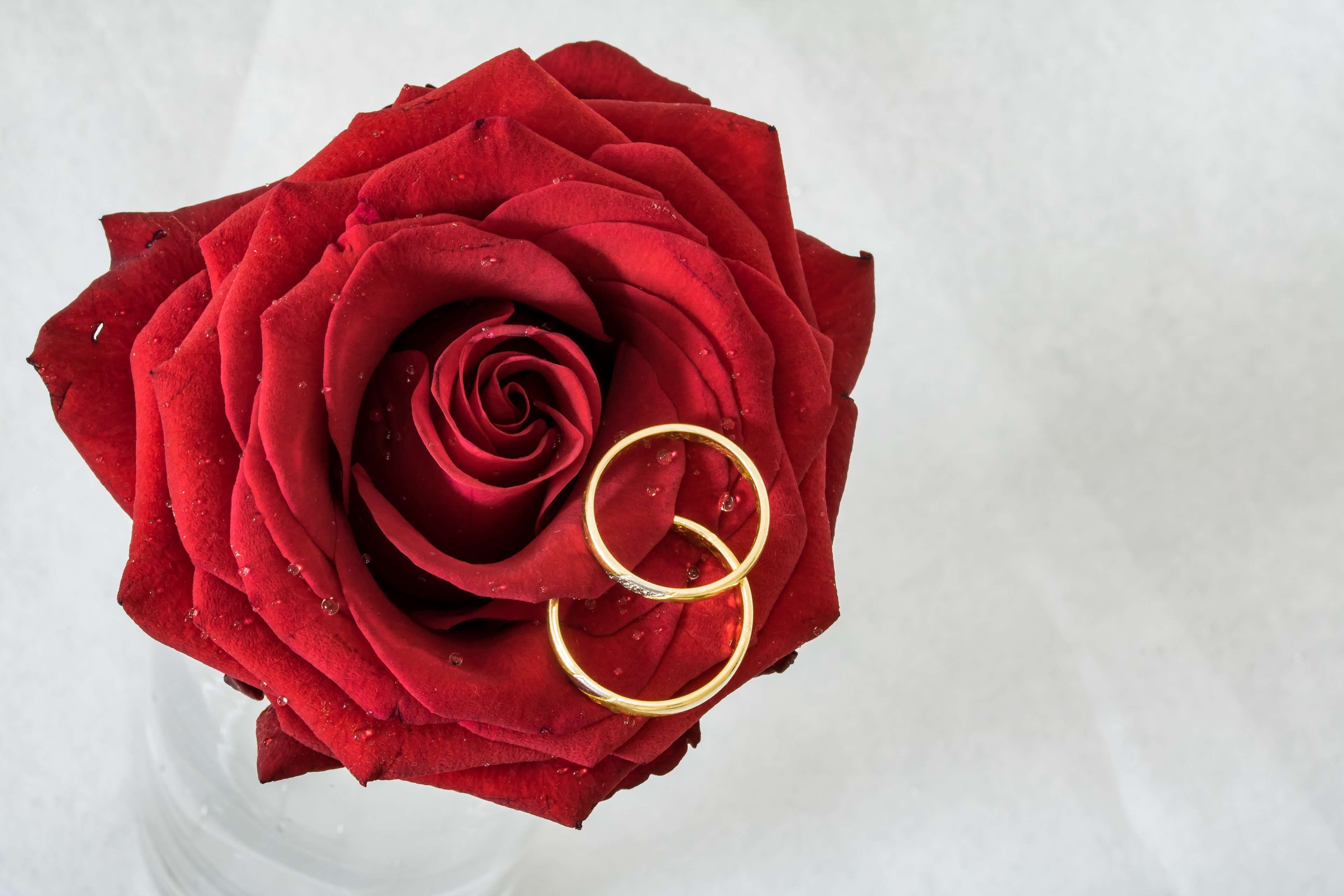 close-up, jewellery, petal, together, inflorescence, positive emotion, rose, freshness, flowering plant, flower head, rose - flower, longer worn rings, HD Wallpaper