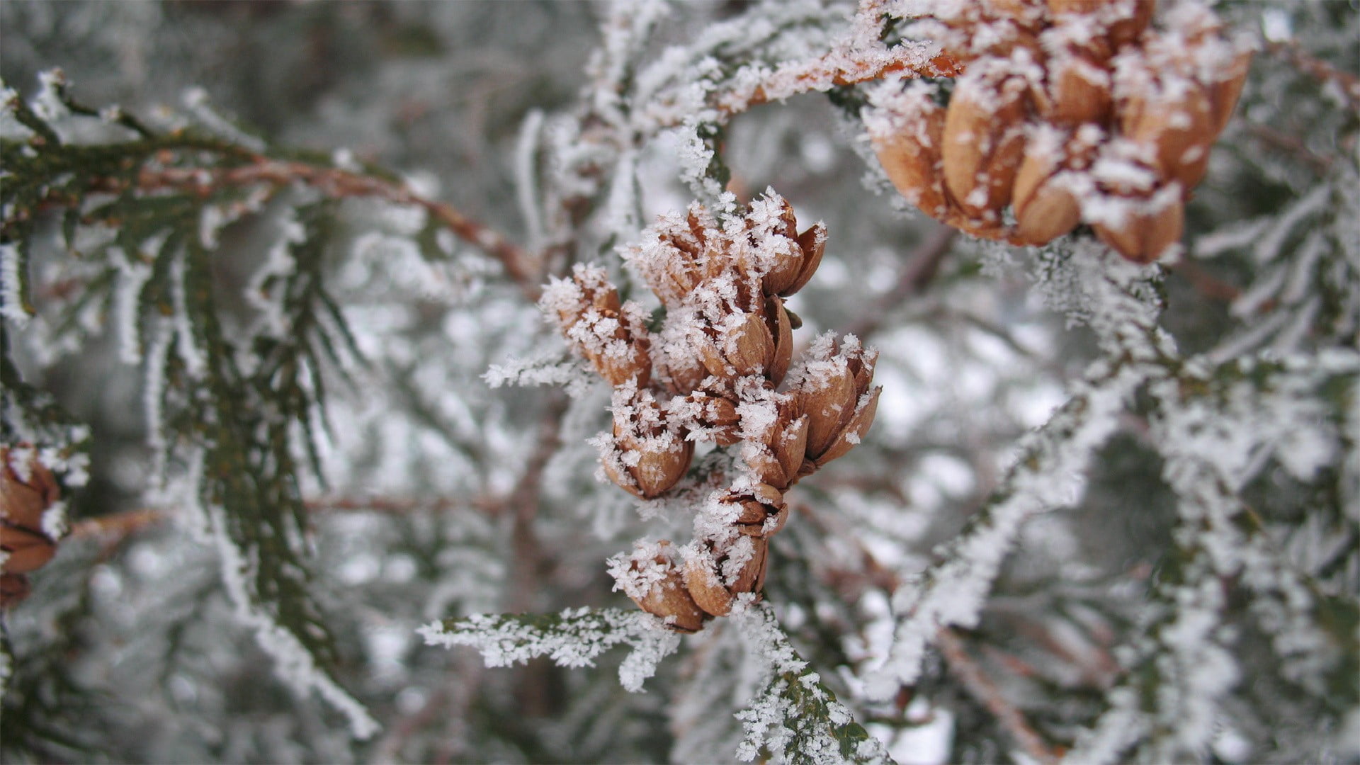 flower, white color, frost, beauty in nature, fragility, day, close-up, no people, cold, plants, growth, focus on foreground, colored, pine tree, coniferous tree, HD Wallpaper