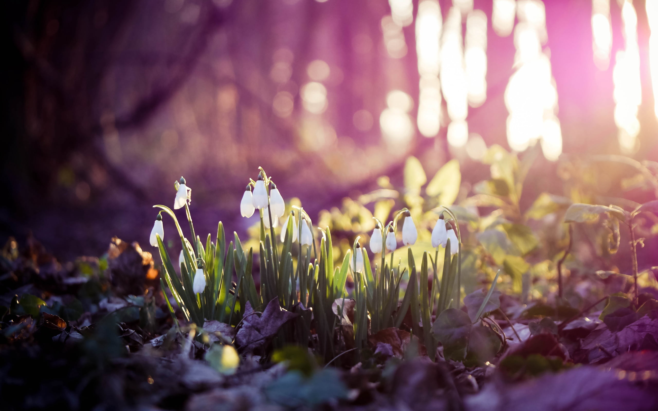 forest, vulnerability, season, defocused, flowerbed, sunlight, outdoors, wood, flowering plant, lens flare, flowers, close-up, tulip, flower Head, multi Colored, HD Wallpaper