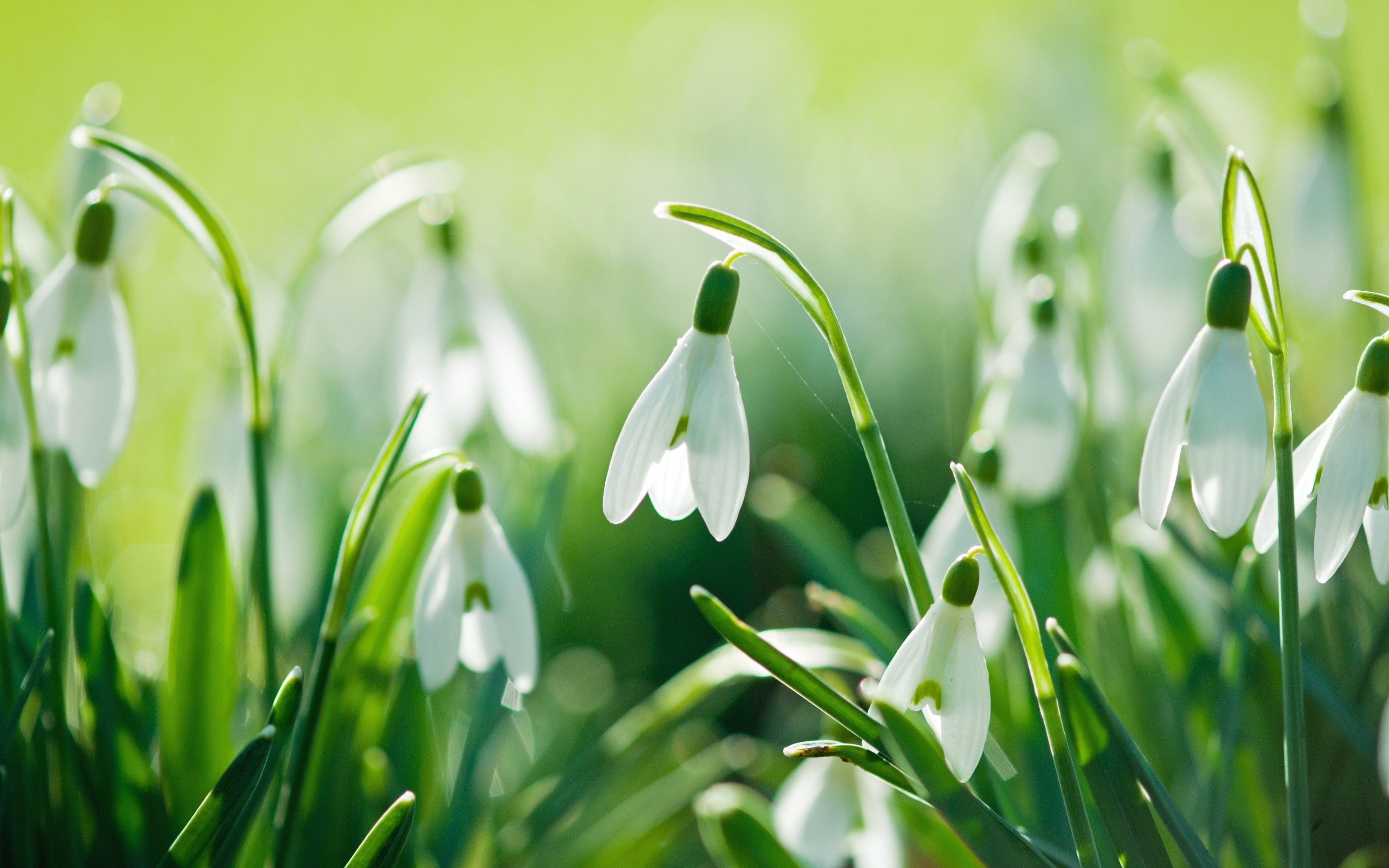 2K, snowdrops, beautiful, HD Wallpaper