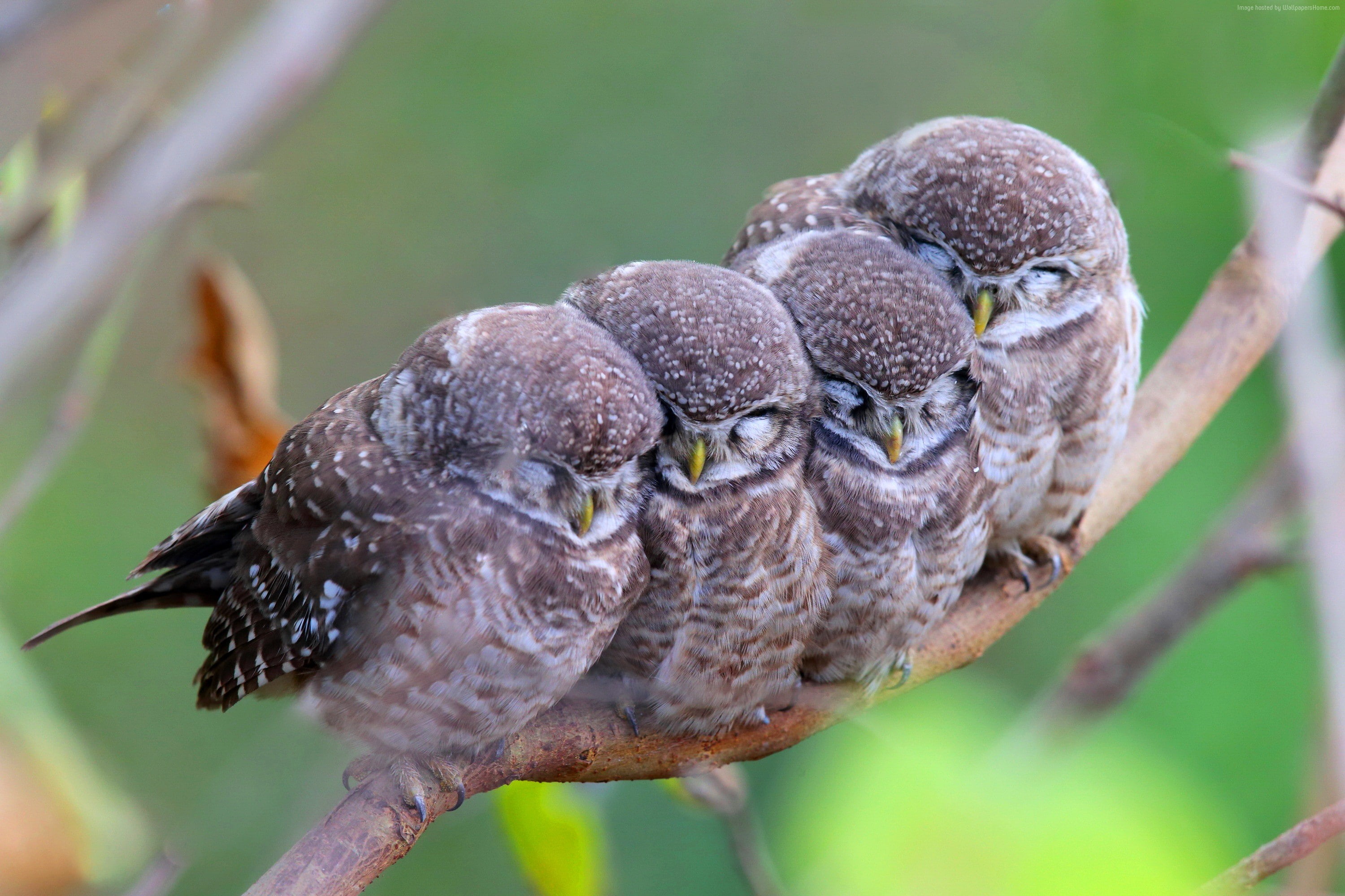 babes, animal nest, branch, bird, Spotted owl, care, outdoors, day, no people, animal wildlife, animal, owls, plant, animal family, 2K, vertebrate, Cute animals, HD Wallpaper