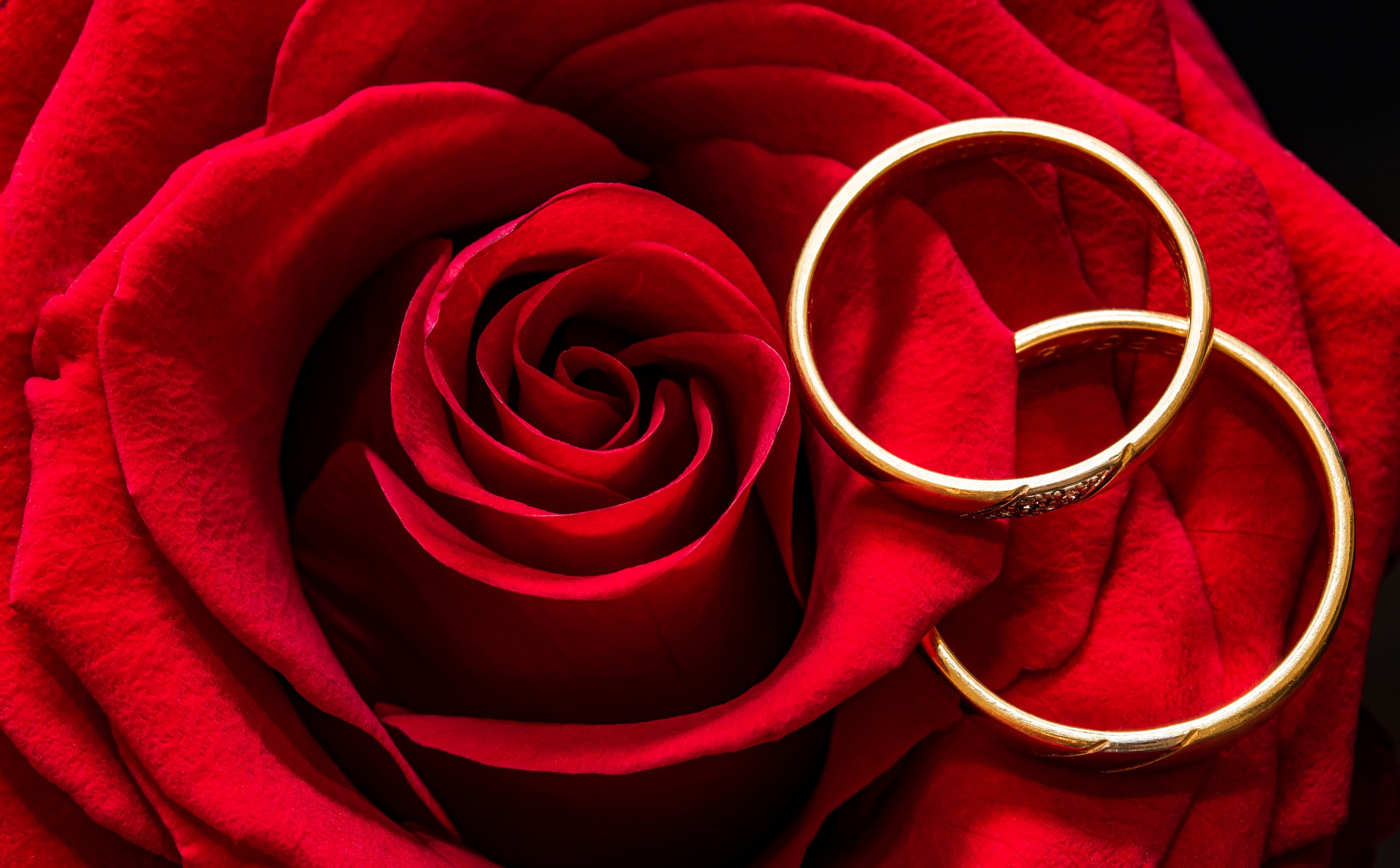 emotion, close-up, Together, flowering plant, Rings, ring, Gold, vulnerability, marriage, positive emotion, red, Rose, rose - flower, beauty in nature, HD Wallpaper