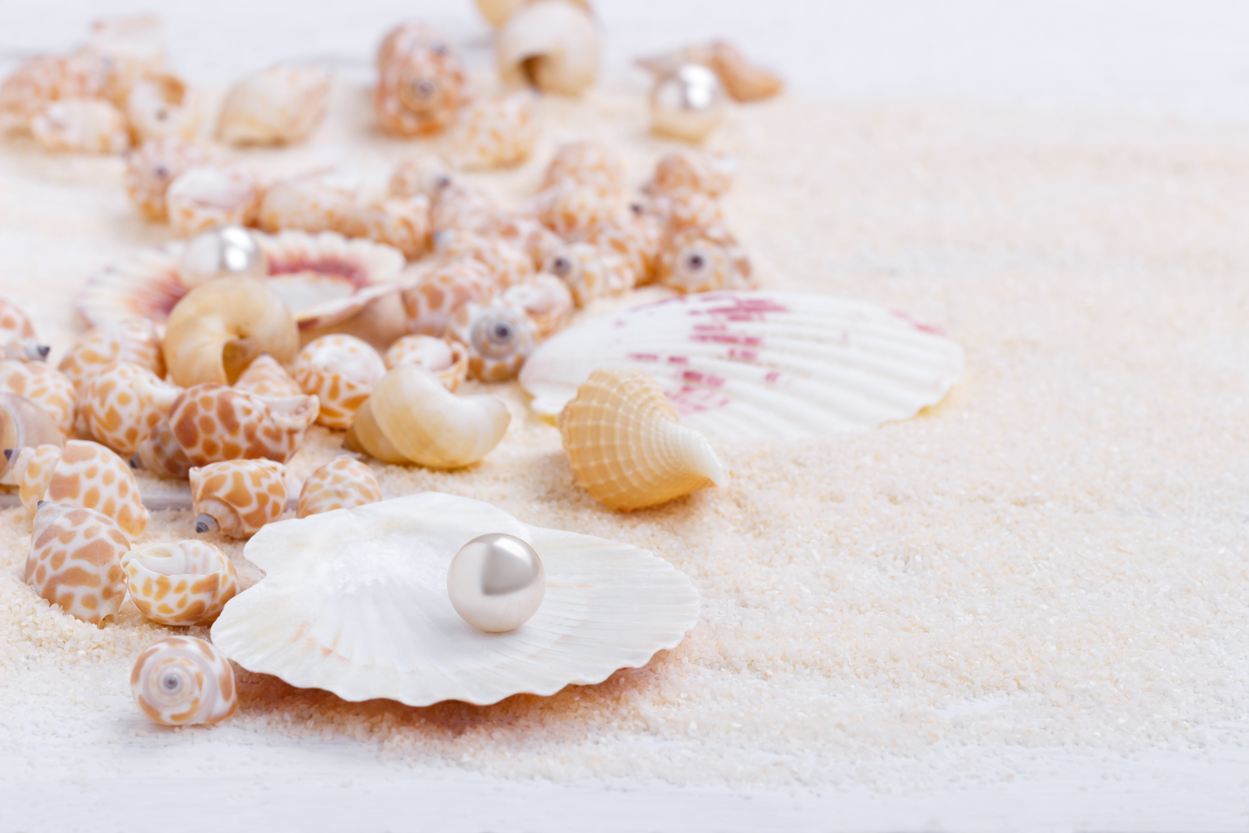 still life, 5K, seashells, sand, marine, perl, shell, pearl, HD Wallpaper