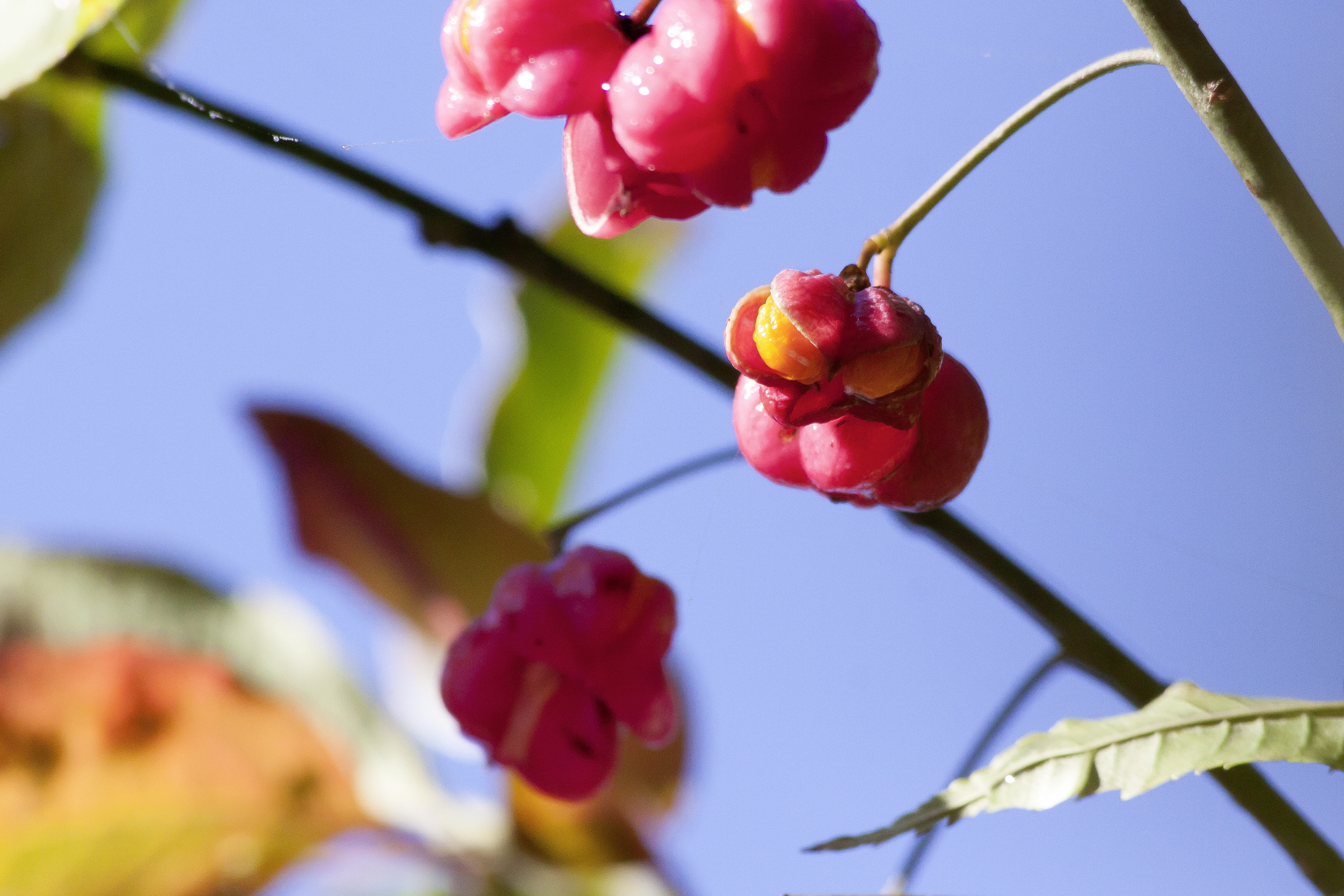 spill tree, close-up, beauty in nature, ordinary spindle shrub, euonymus europaeus, seeds, no people, branch, pfaff copings, food, healthy eating, red, HD Wallpaper