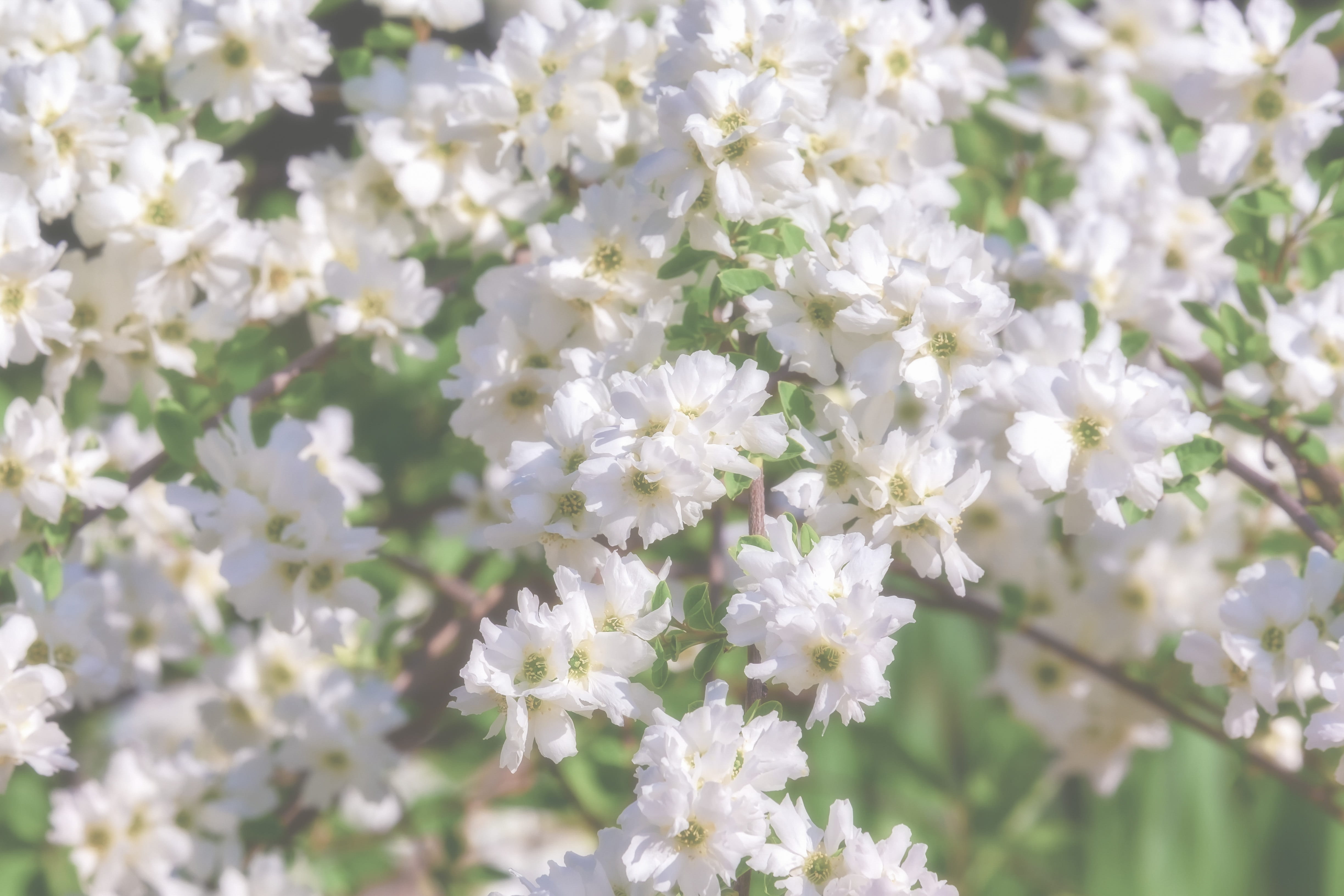 white color, nature, flower, flower head, fragility, garden, white, inflorescence, flowering plant, close-up, bush, blossom, spring, vulnerability, petal, HD Wallpaper