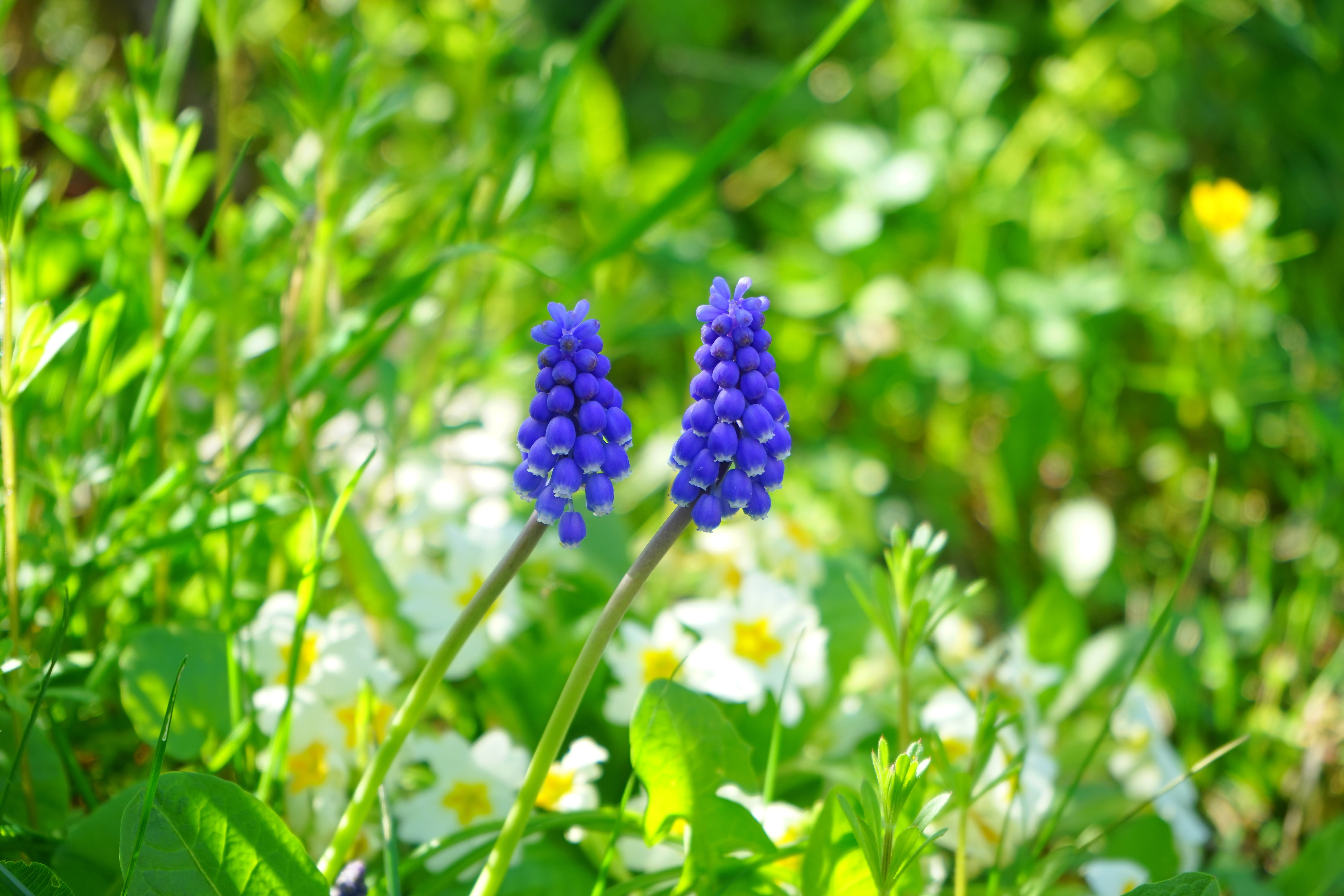 outdoors, perl hyacinth, plant part, blossom, focus on foreground, petal, flower, beauty in nature, muscari, field, vulnerability, bergmaennchen, day, close-up, HD Wallpaper