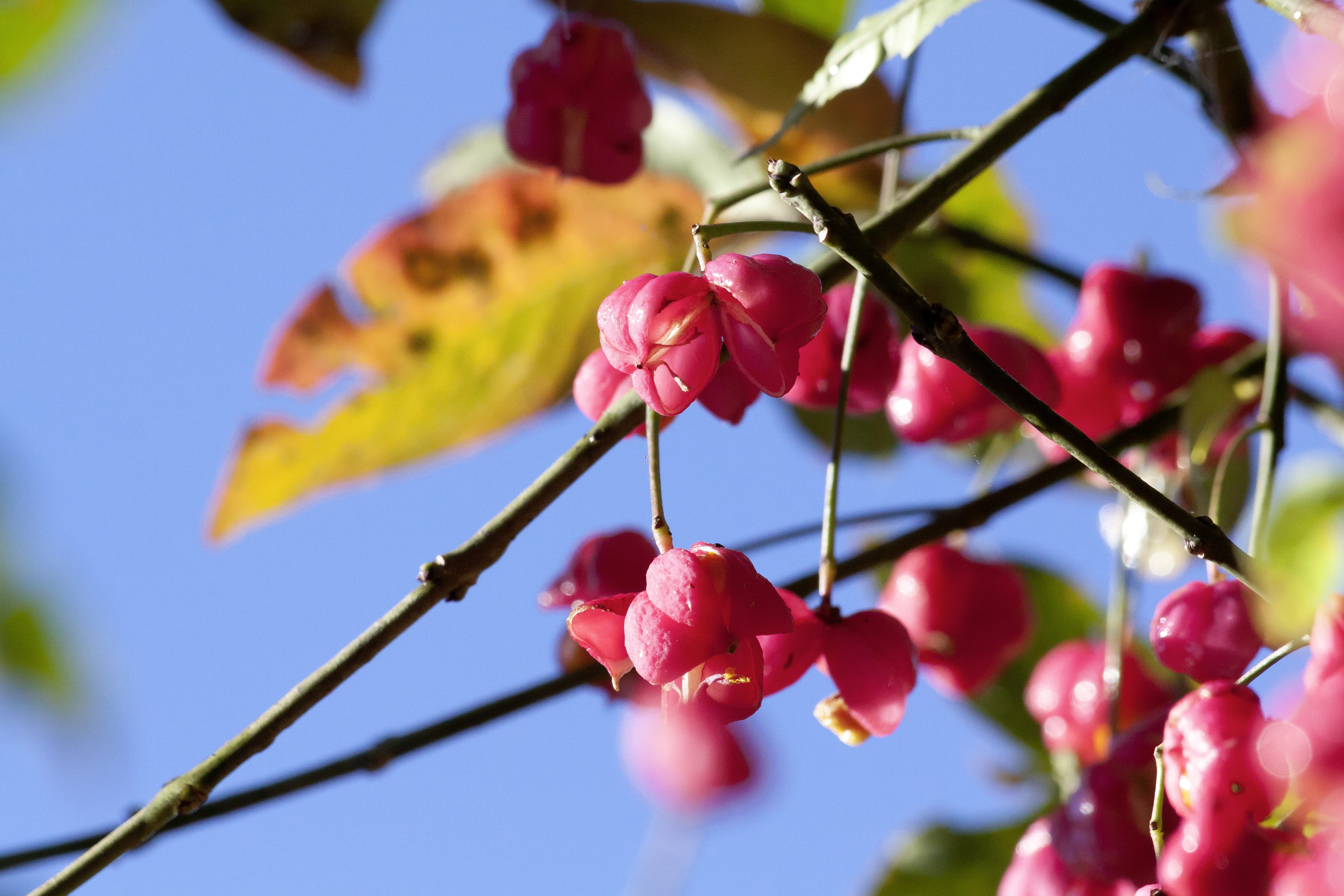 sky, spill tree, outdoors, flower, branch, no people, springtime, flowering plant, freshness, focus on foreground, close-up, priest cape perl, beauty in nature, HD Wallpaper