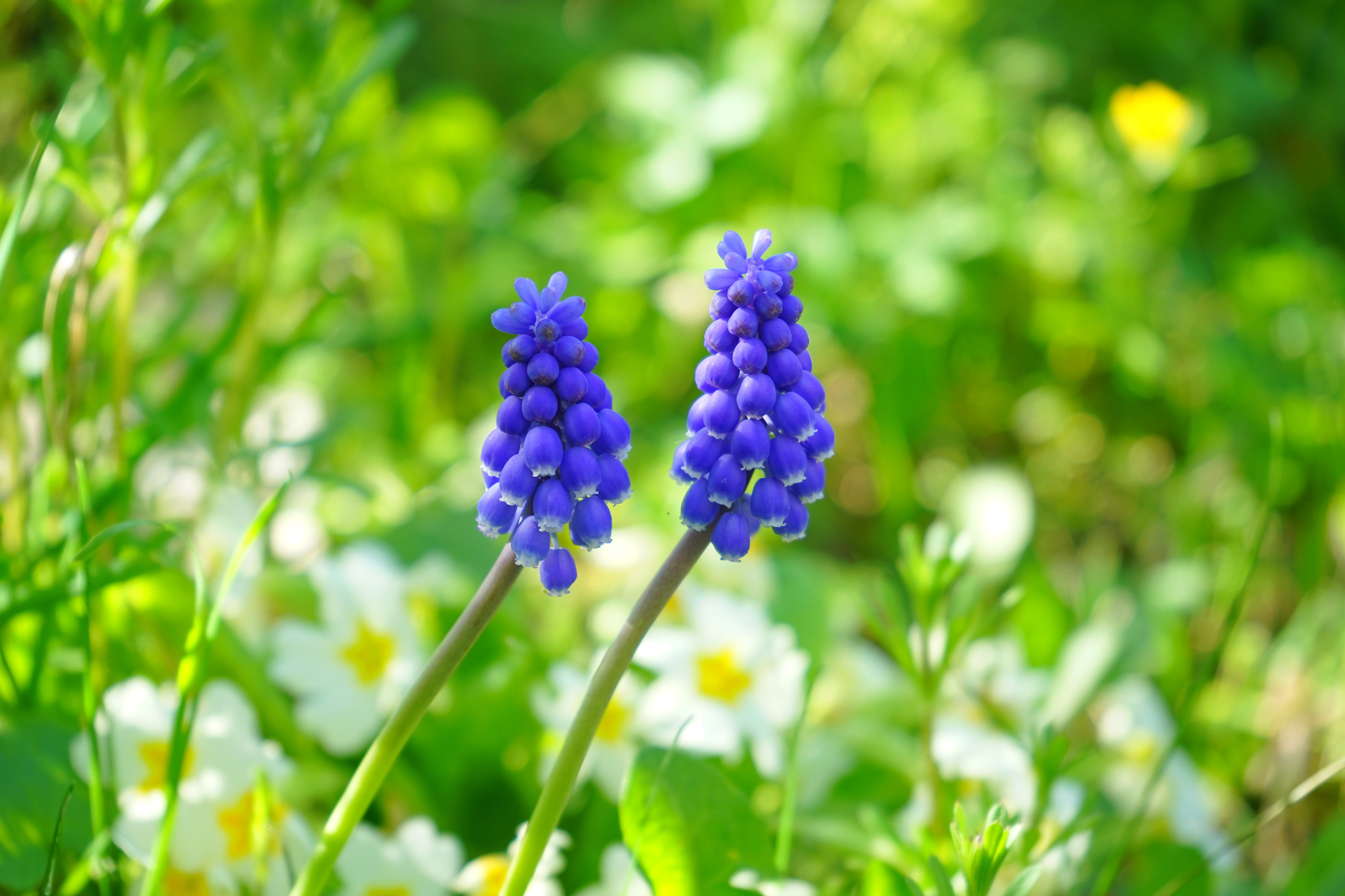 day, asparagaceae, bloom, fragility, flower, flower head, bergmaennchen, blossom, muscari, vulnerability, green color, flowers, plant stem, plant, farmer boy, HD Wallpaper