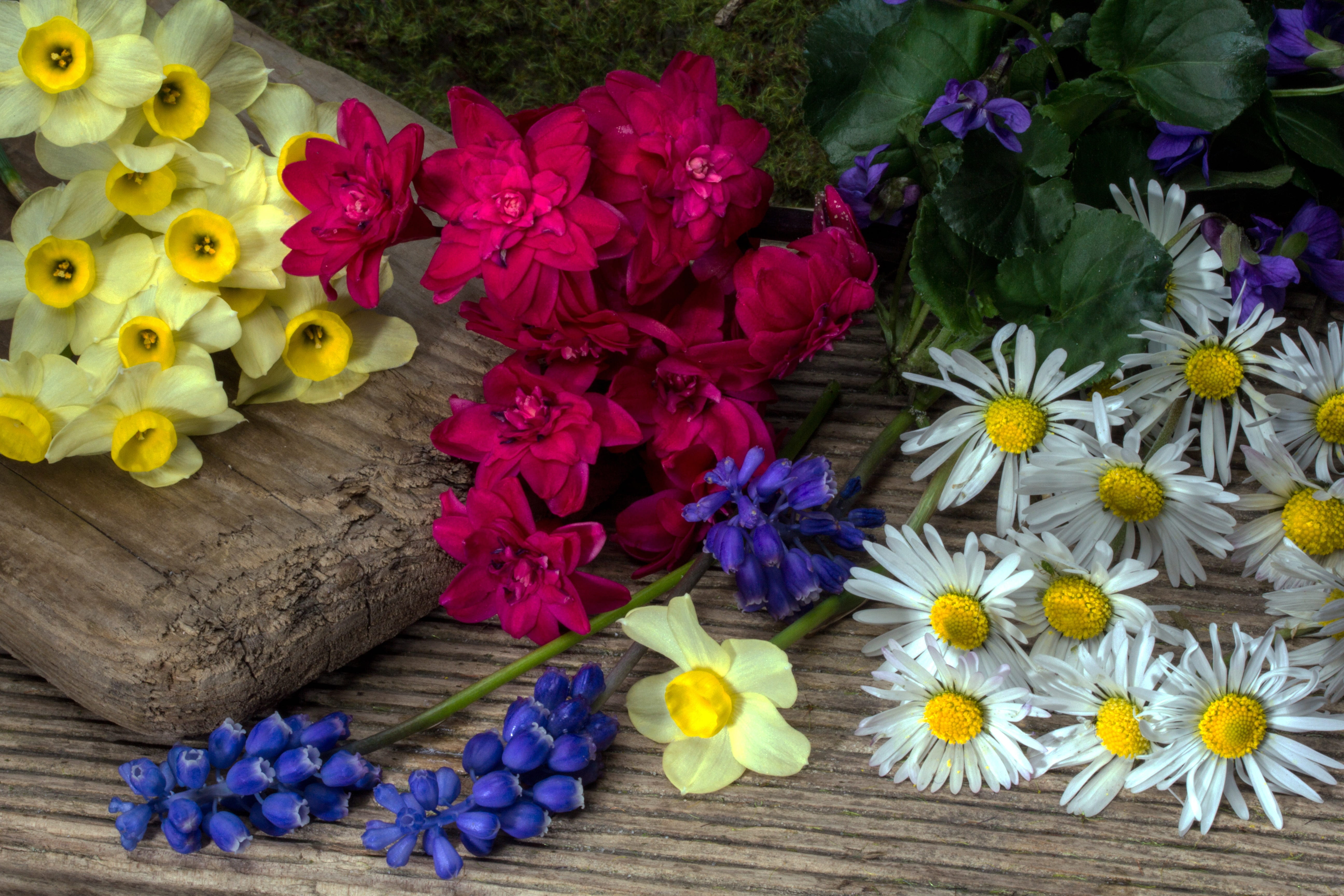 flower, yellow, daffodils, flowers, no people, inflorescence, flower arrangement, variation, 5K, plant, wood, fragility, flowering plant, close-up, spring, HD Wallpaper