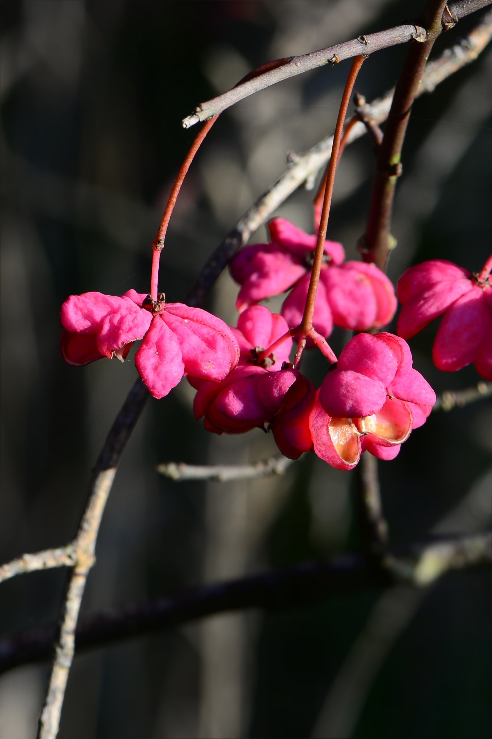 inflorescence, tree, fragility, pfaff copings, outdoors, freshness, growth, euonymus, day, flowering plant, vulnerability, close-up, selective focus, nature, Phone HD Wallpaper