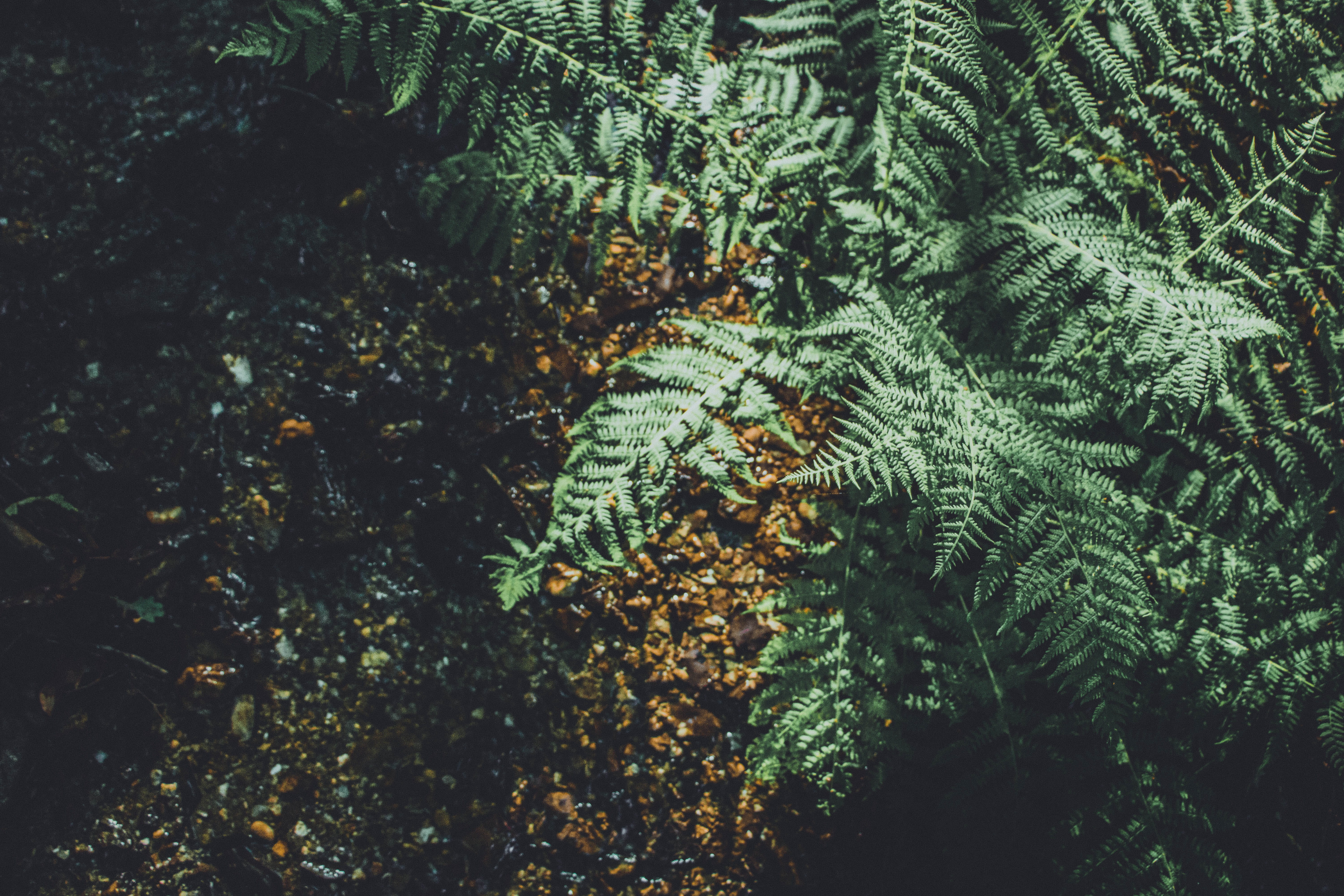 backgrounds, plant, high angle view, forest, light, branch, outdoors, foret, beauty in nature, coniferous tree, belgium, tree, no people, leaf, fern, green color, HD Wallpaper
