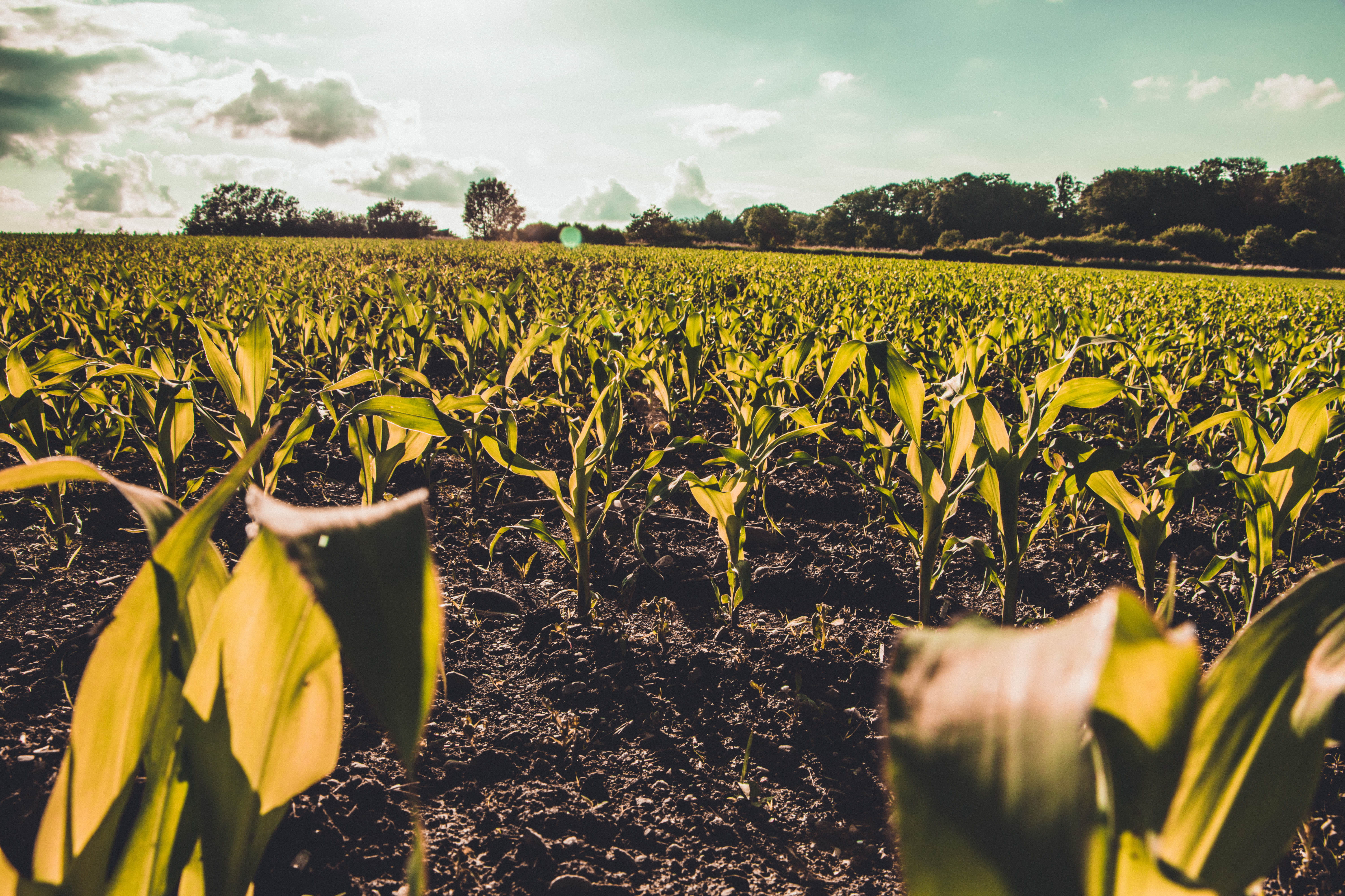 beauty in nature, sunflower, forêt de rulles, flowering plant, springtime, growth, rulles, day, no people, 5K, plant, sky, land, belgium, crop, vulnerability, HD Wallpaper