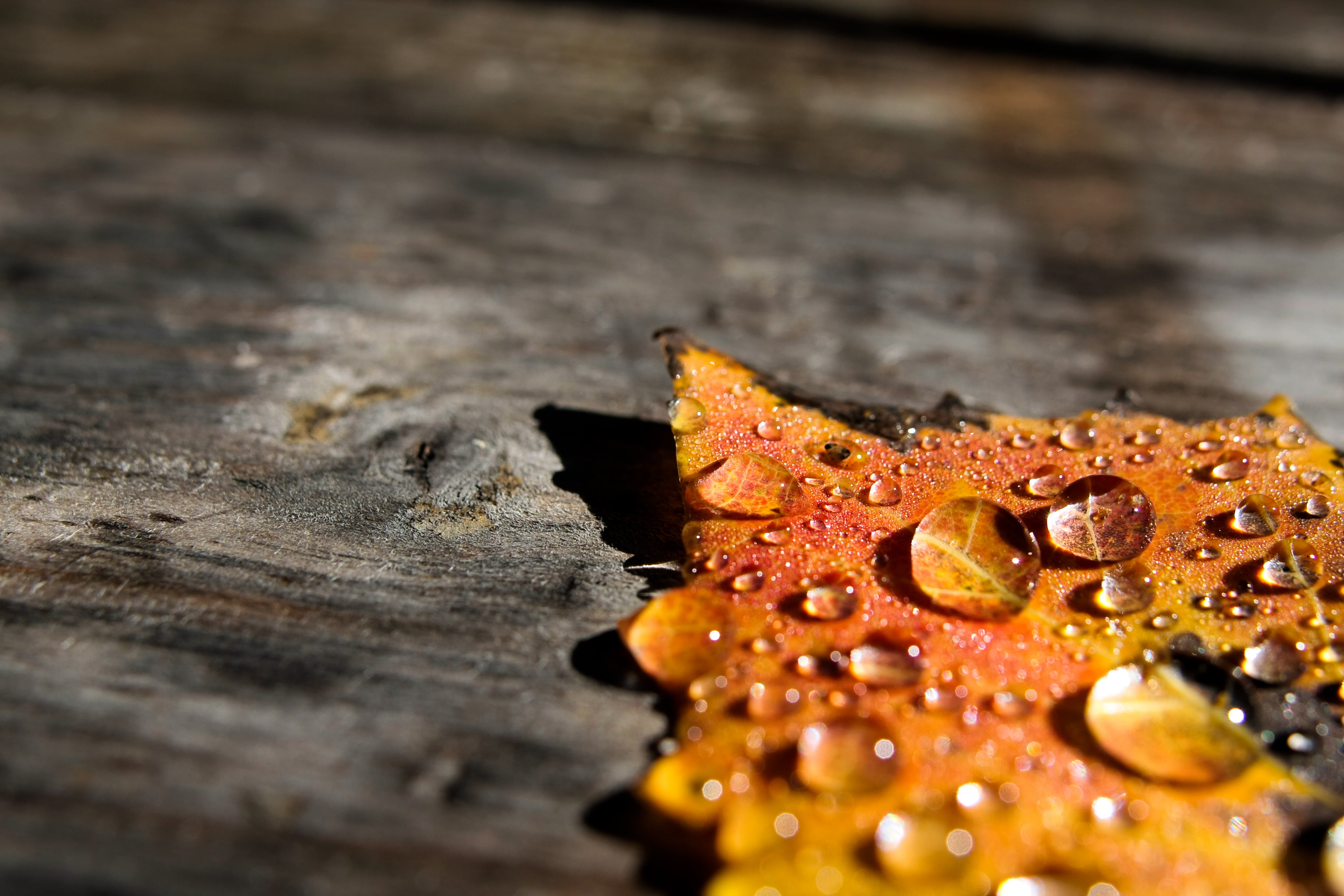 water, 4K, calendar, close-up, leaves, Lake St. Peter  Ontario, autumn leaf, cottage  Lake, leaf, autumn, Canada, art, dew, red, nature, ss, HD Wallpaper