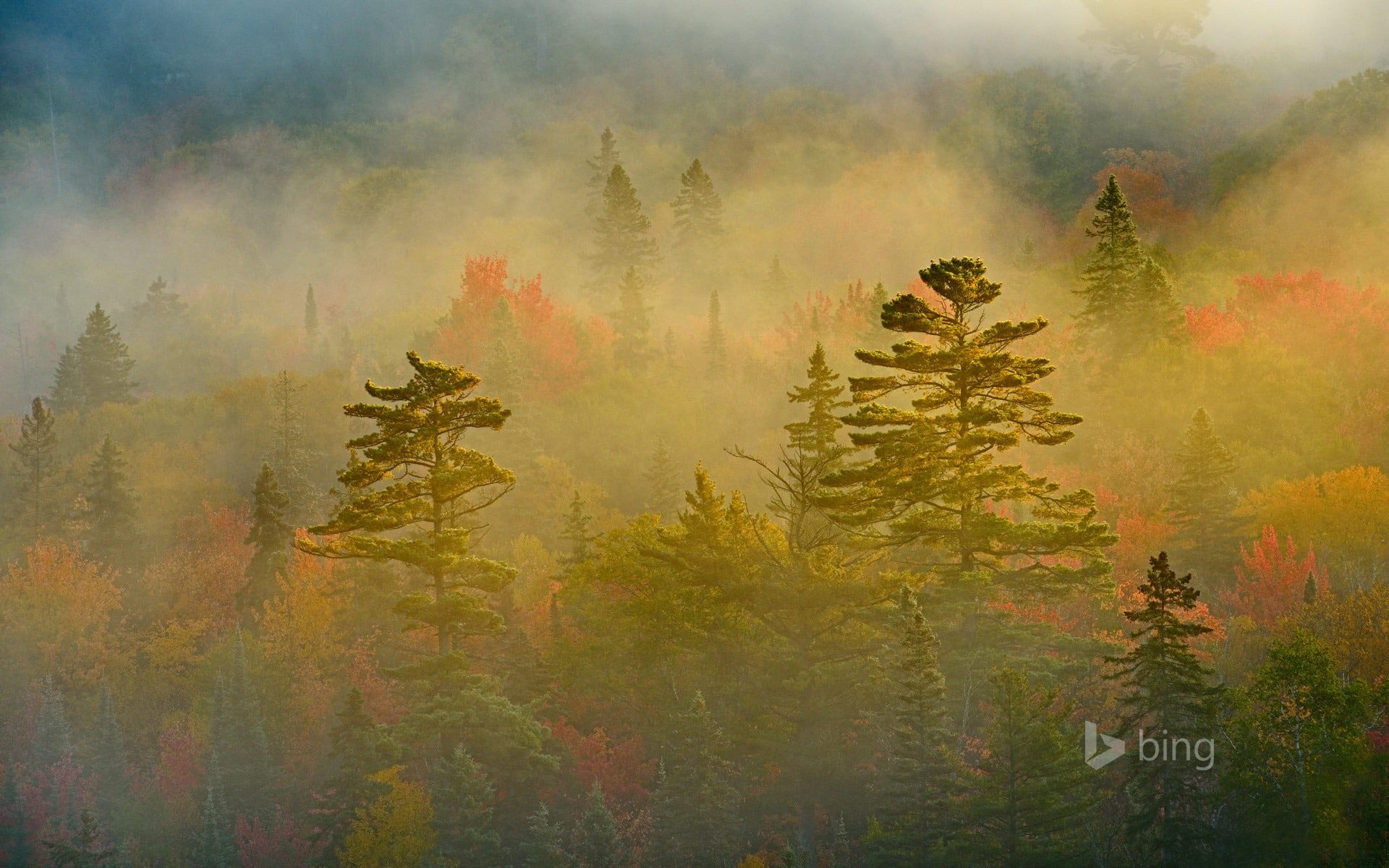fog, plant, 1080P, outdoors, scenics - nature, growth, pine tree, lake, ontario, no people, park, coniferous tree, november, evergreen tree, provincial, HD Wallpaper