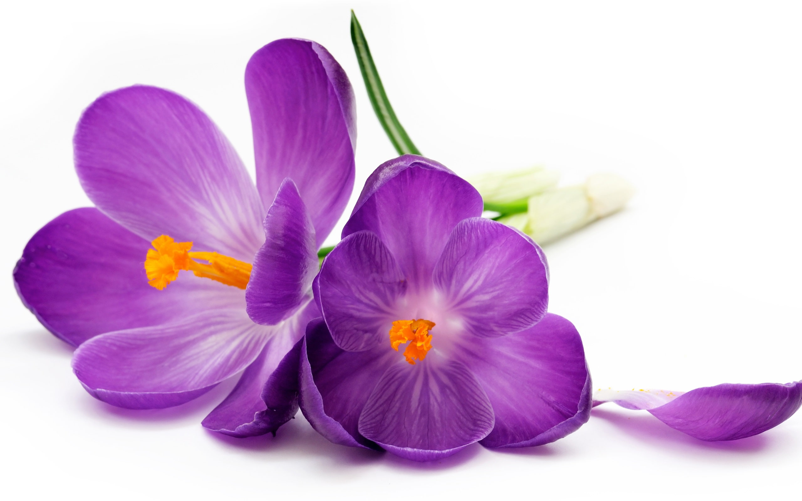 2K, Petals, White, Background, Crocuses, Purple, HD Wallpaper