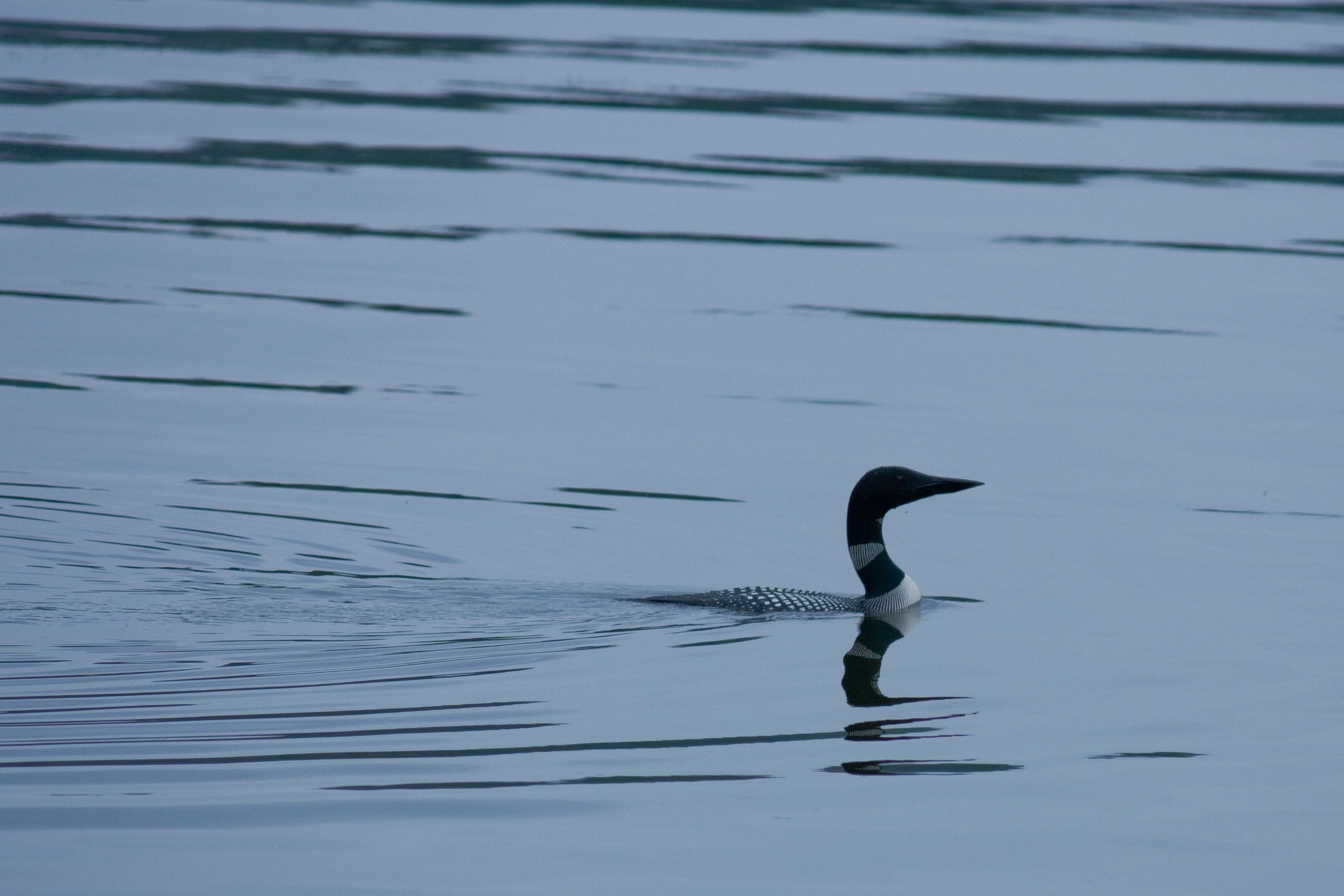 no people, canada, ontario, swimming, Loon, vertebrate, one animal, nature, reflection, Bird, waterfowl, outdoors, rippled, beauty in nature, waterfront, HD Wallpaper