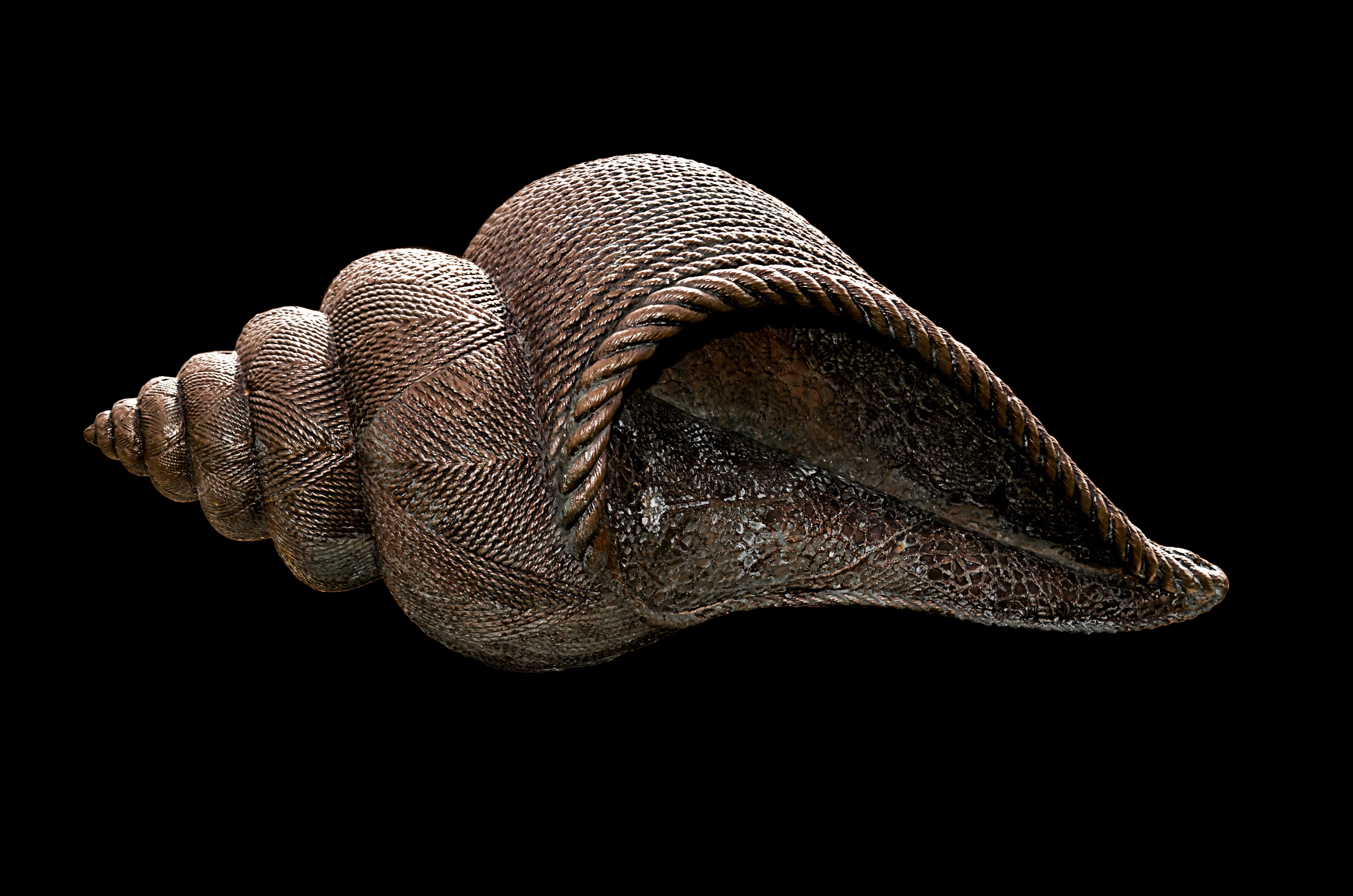 animal skin, invertebrate, artist, summer, decoration, fish, one animal, animal body part, mollusk, zoology, animal scale, animal, animals in the wild, HD Wallpaper