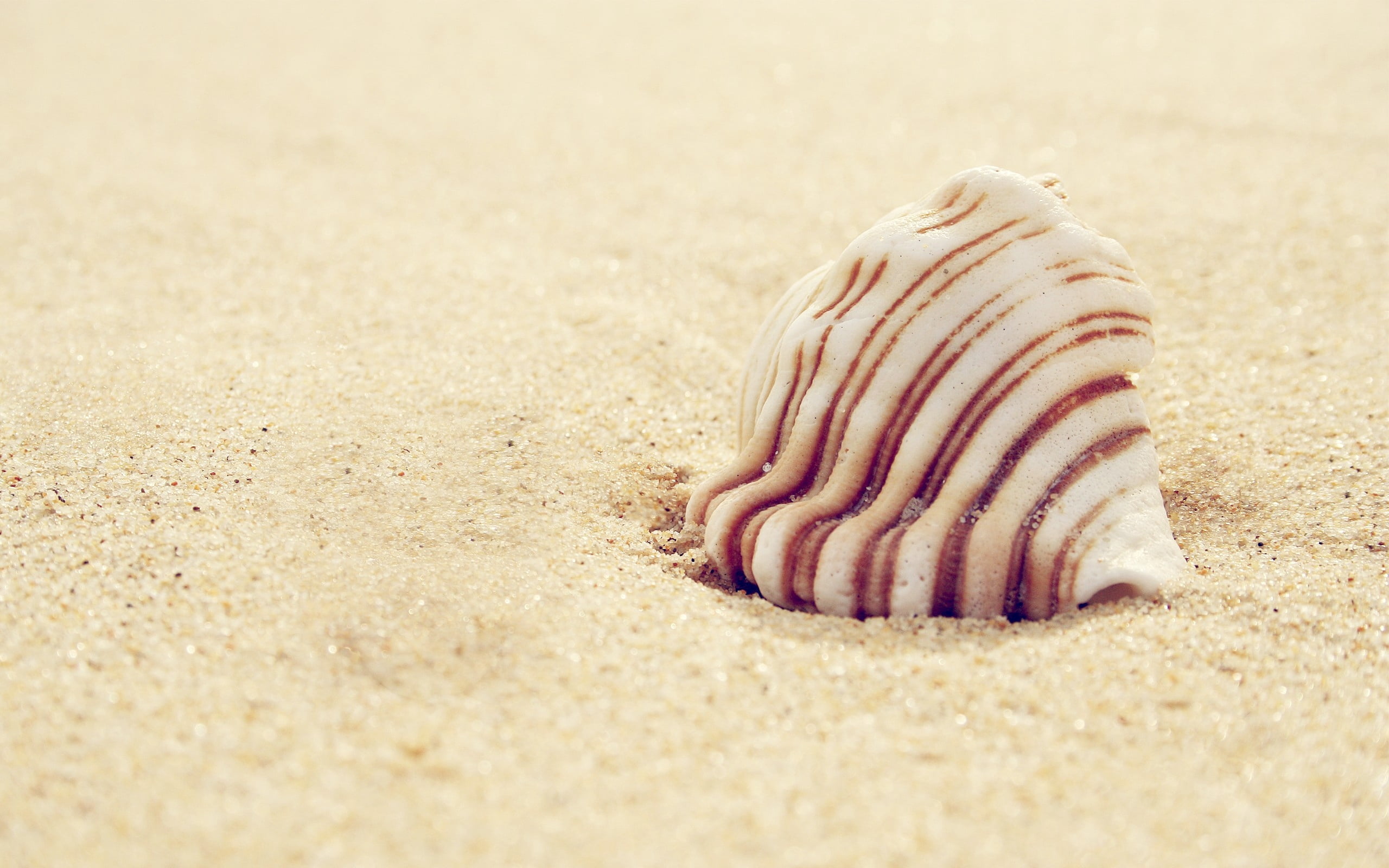 nature, beauty In Nature, sea, close-up, day, seashell, beach, pattern, animal themes, coastline, travel Destinations, white, single Object, summer, sand, HD Wallpaper
