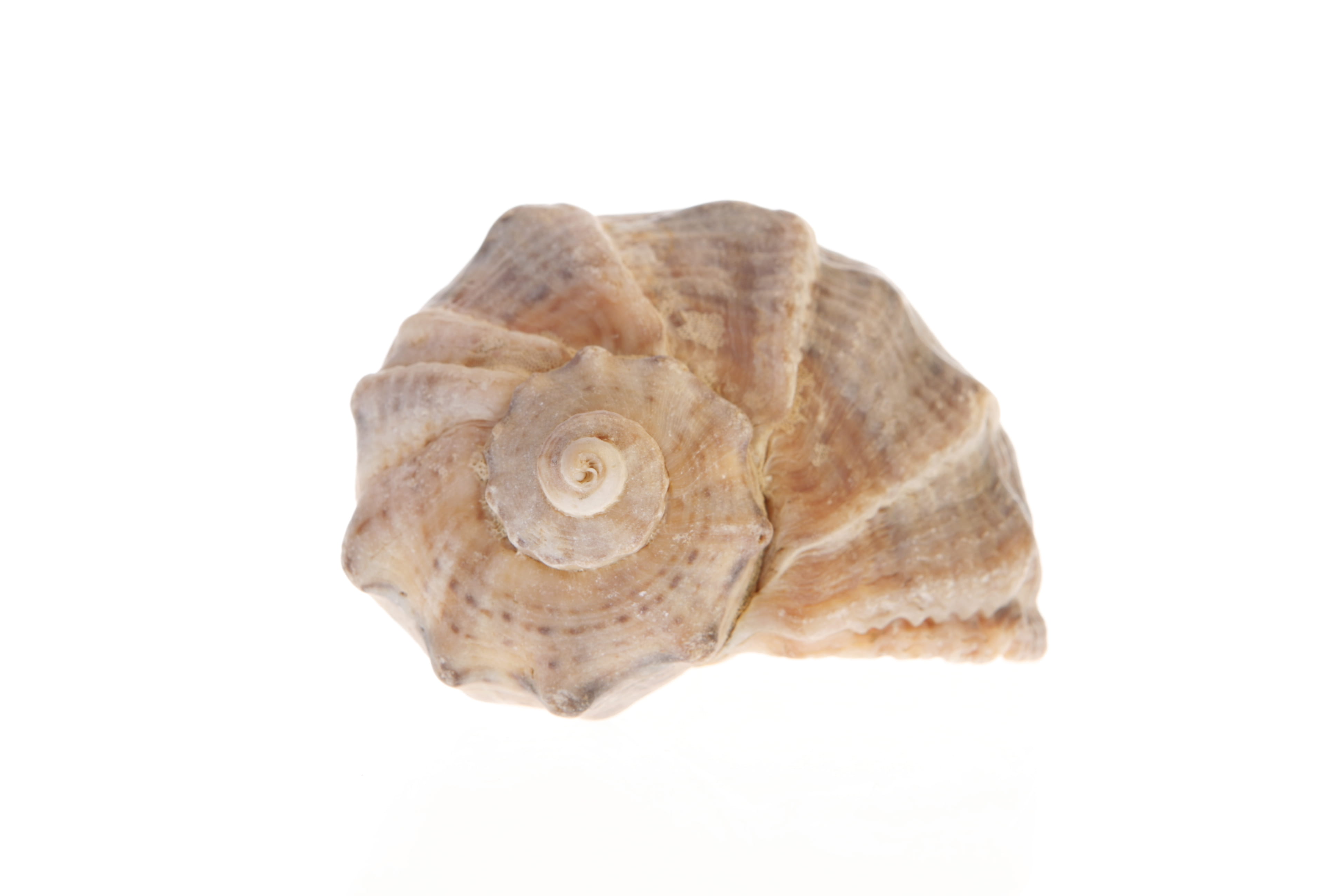 indoors, white, marinelife, seashore, no people, maritime, environment, cut out, seashell, swirl, natural, sea, bone, pod, thorn, coral, ocean, spiral, HD Wallpaper