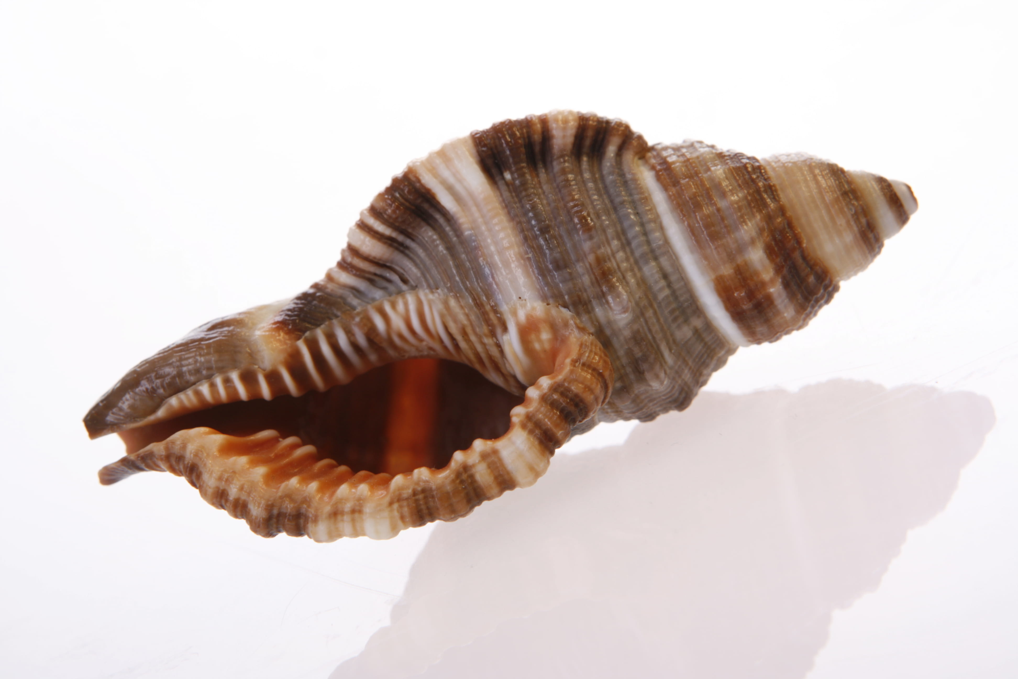 no people, mussel, indoors, empty, studio shot, invertebrate, animals in the wild, coral, pod, shell, cockle-shell, animal themes, photo, cowrie, detail, HD Wallpaper