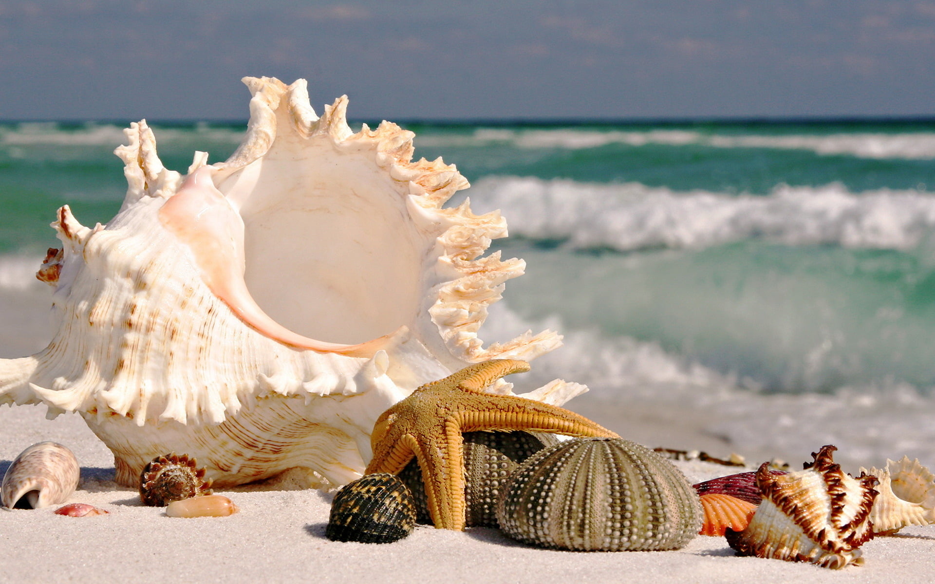 blue, 1080P, no People, copy Space, idyllic, day, coastline, backgrounds, sand, relaxation, vacations, holiday, shell, travel Destinations, star, marine, HD Wallpaper