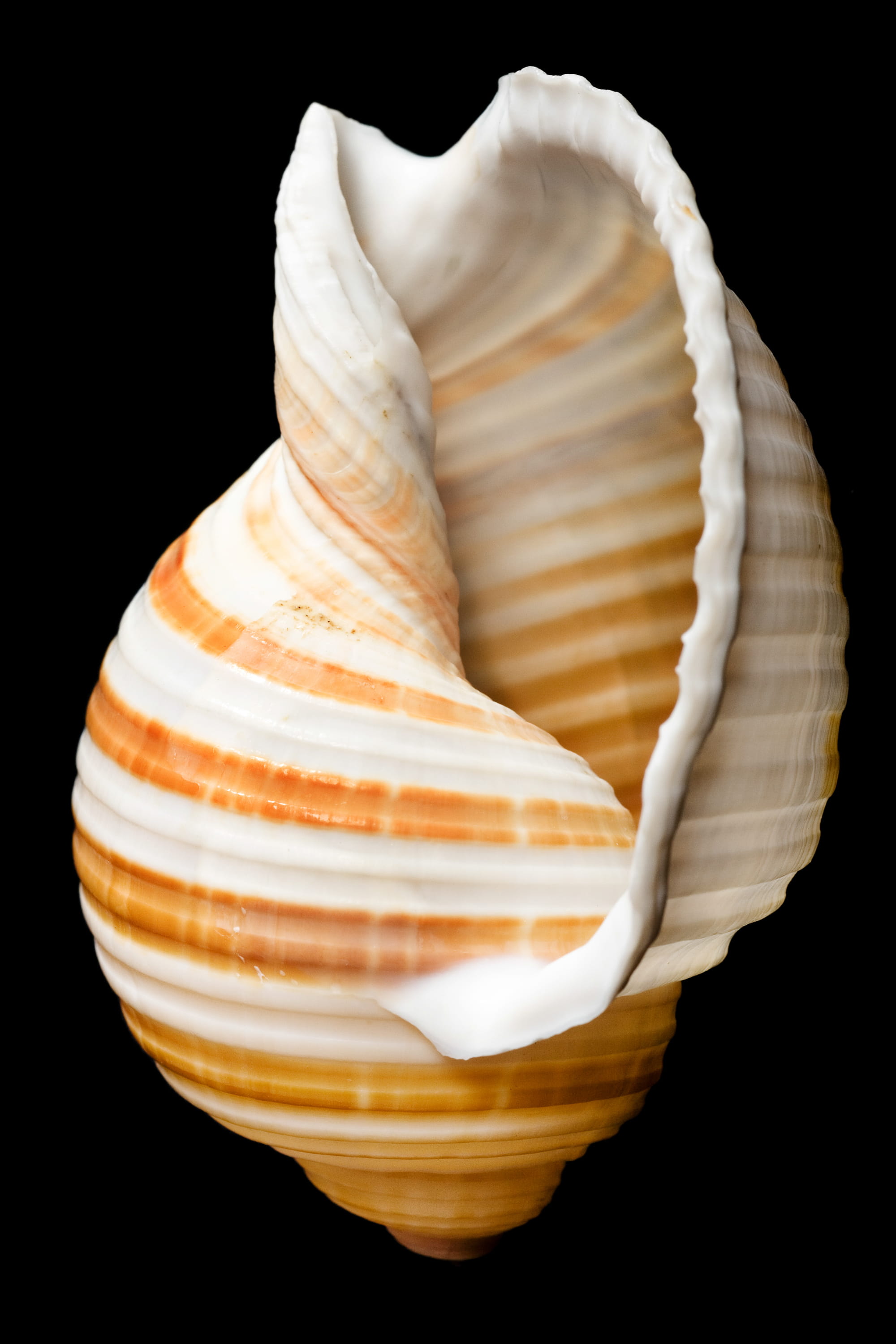 high angle view, cockle-shell, black background, still life, shell, focus on foreground, bone, sea, seashell, mussel, isolated, indoors, studio shot, animal wildlife, Phone HD Wallpaper