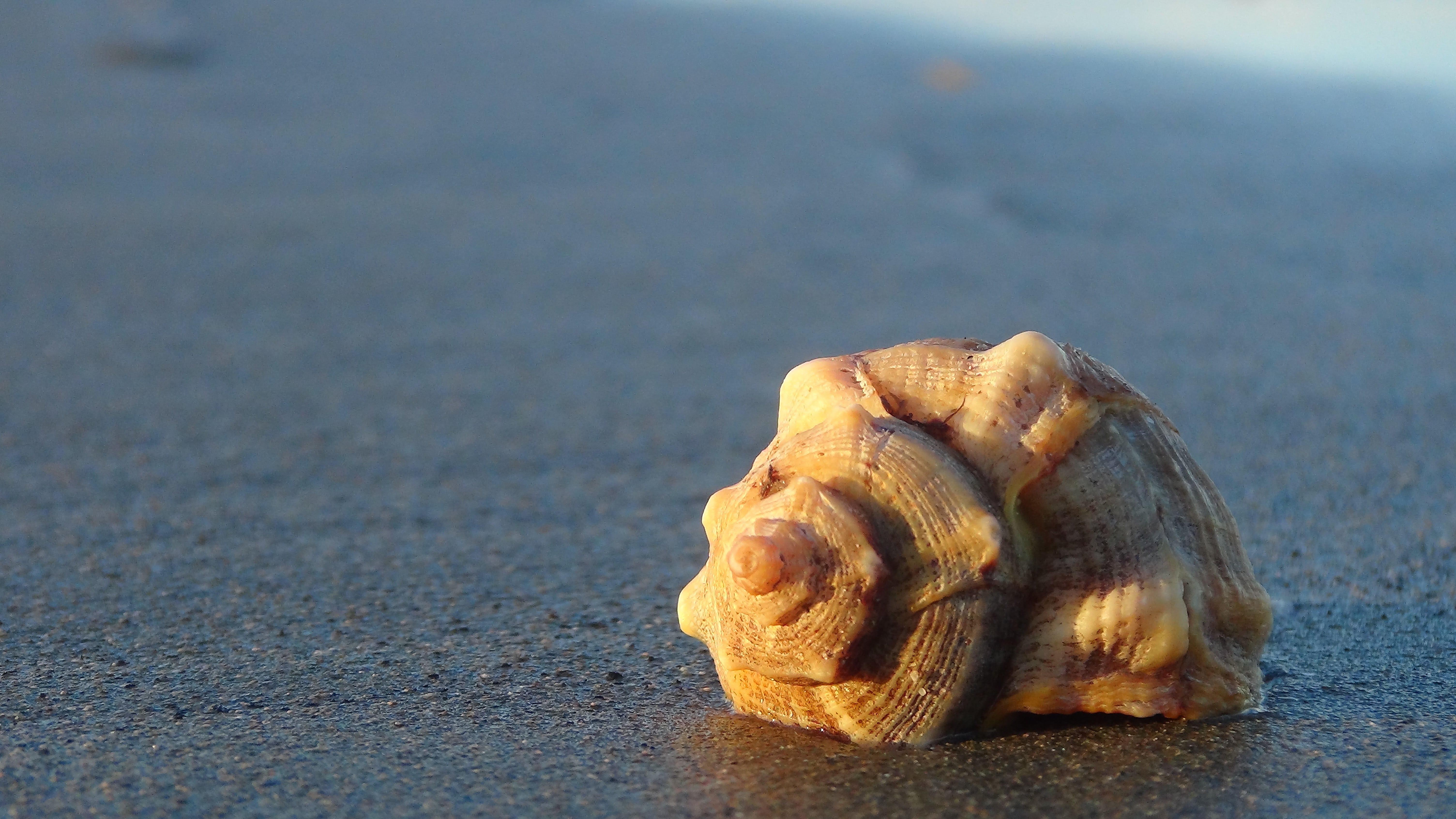 5K, summer, close-up, shell, beauty in nature, outdoors, no people, animals in the wild, seashell, marine, day, one animal, sea, nature, sand, animal, HD Wallpaper