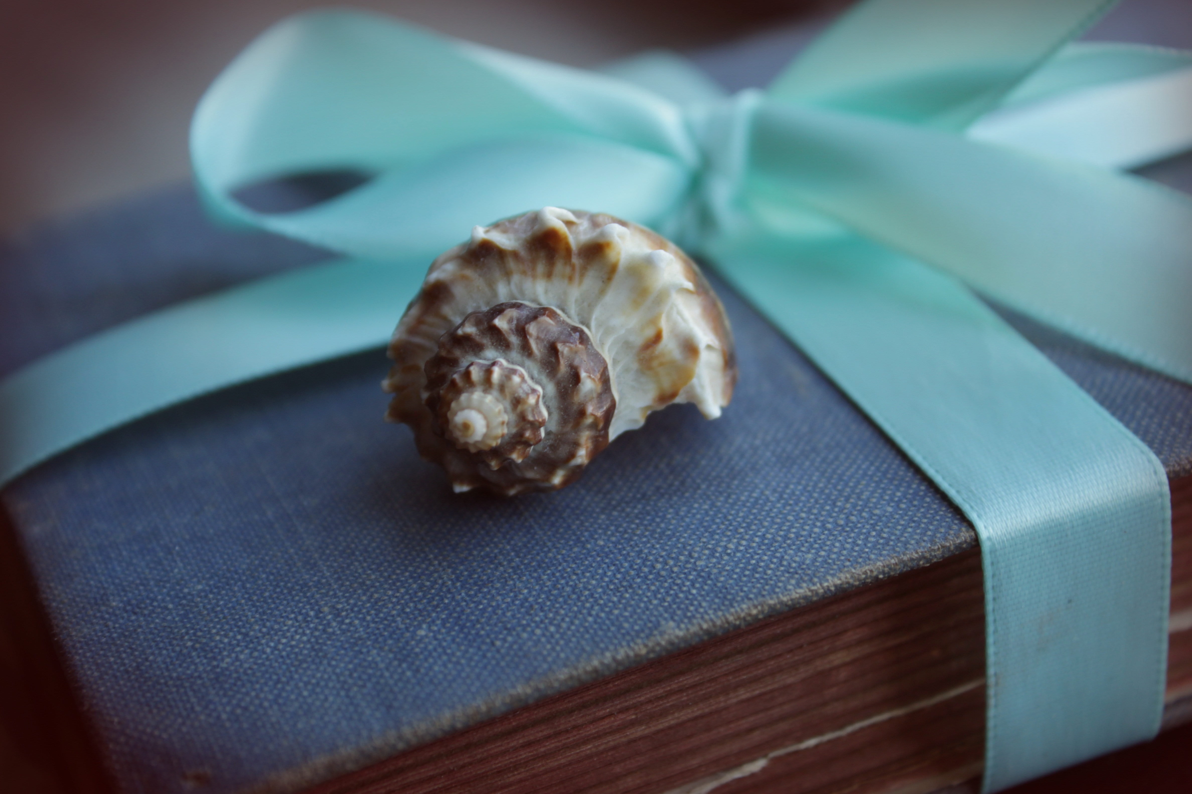 sea, snail, pattern, book, macro, one animal, seashell, backgrounds, still life, animal, beach, nautilus, indoors, animals in the wild, old, animal Shell, HD Wallpaper