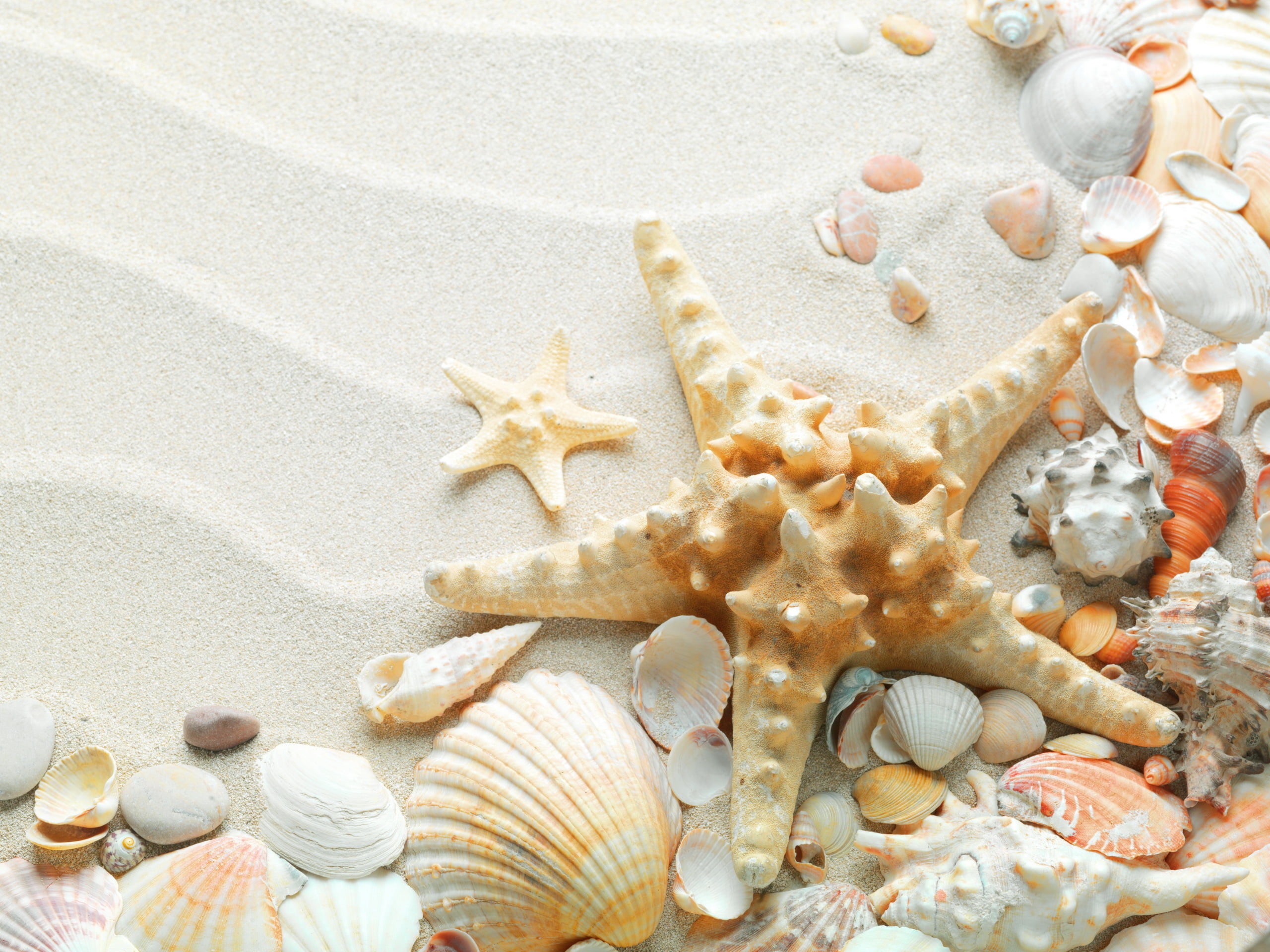 nature, beautiful, vacations, brown, shape, shell, conch Shell, food, marine, pattern, animal themes, textured, holiday, coastline, animal, starfish, beauty In Nature, HD Wallpaper