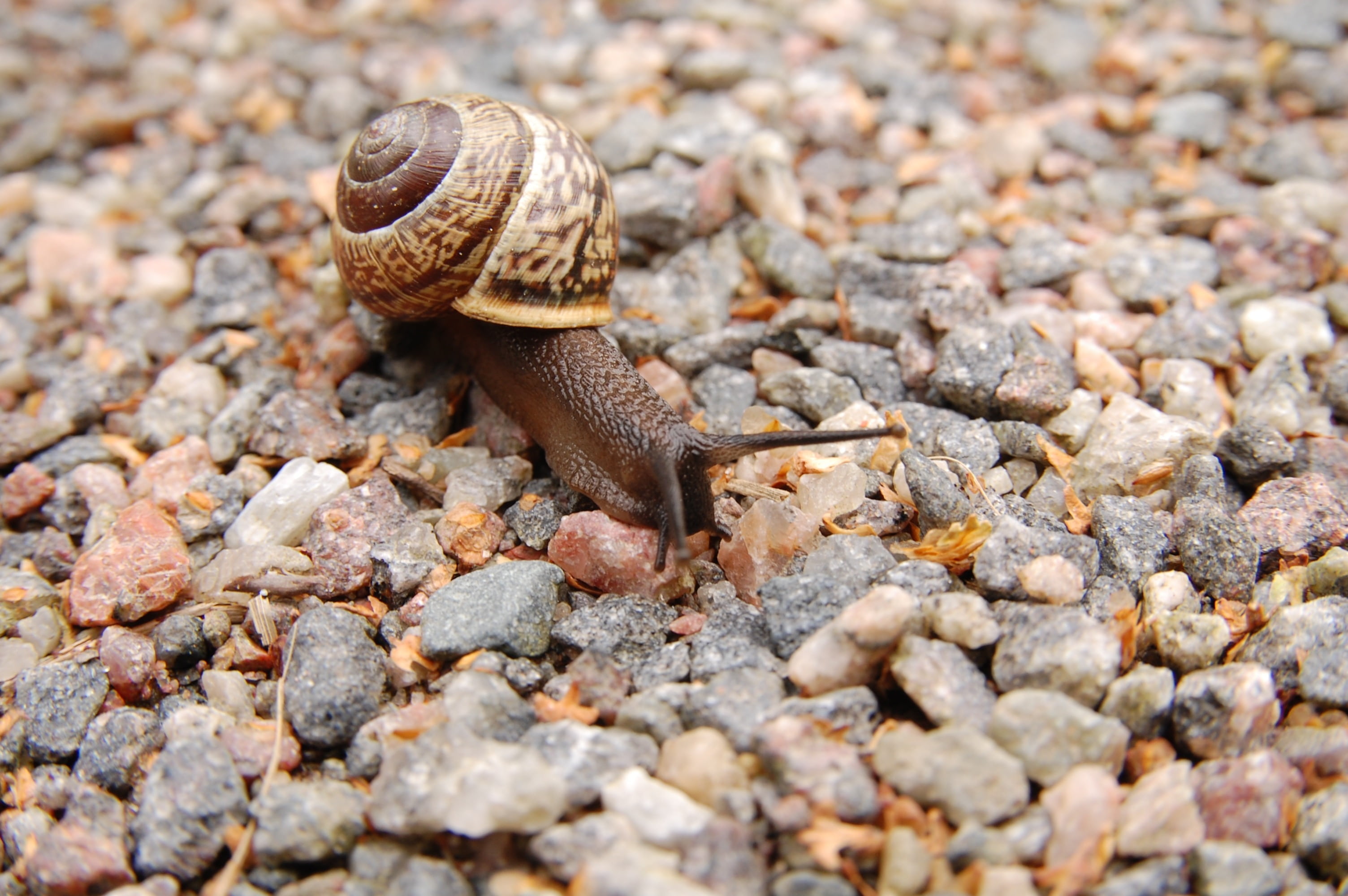 slow, animal wildlife, animal, selective focus, gravel, land, slug, crawling, surface level, pebbles, slimy, animal themes, outdoors, stone - object, brown, HD Wallpaper