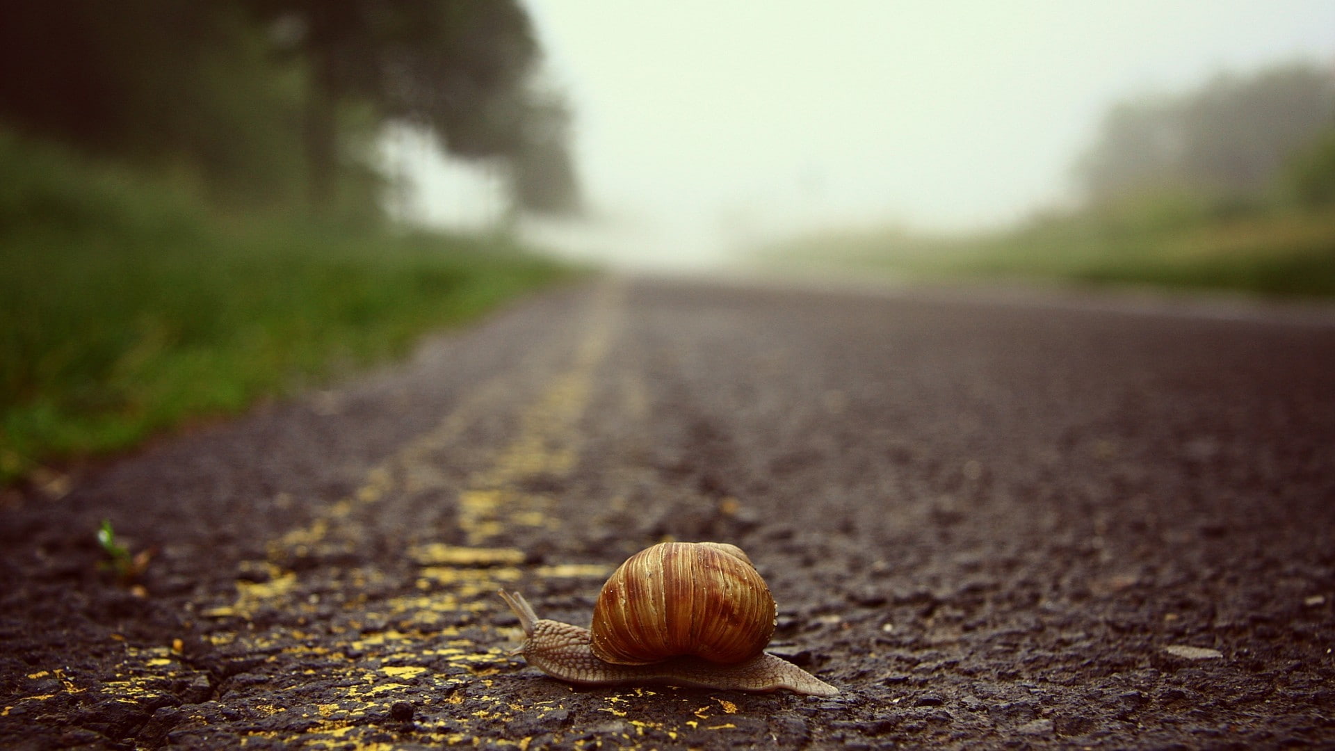 outdoors, shell, day, tree, animal wildlife, animal shell, snail, one animal, animal, surface level, transportation, road, asphalt, invertebrate, 1080P, HD Wallpaper
