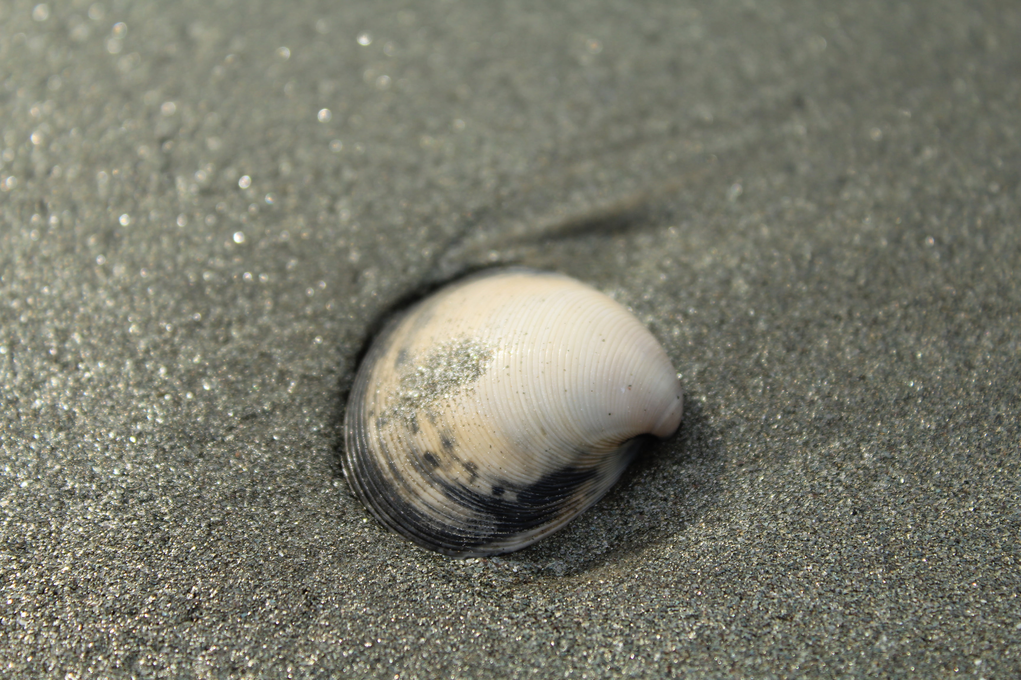 animals in the wild, outdoors, close-up, day, focus on foreground, one animal, animal wildlife, land, beach, animal themes, gastropod, shell, 2K, invertebrate, HD Wallpaper