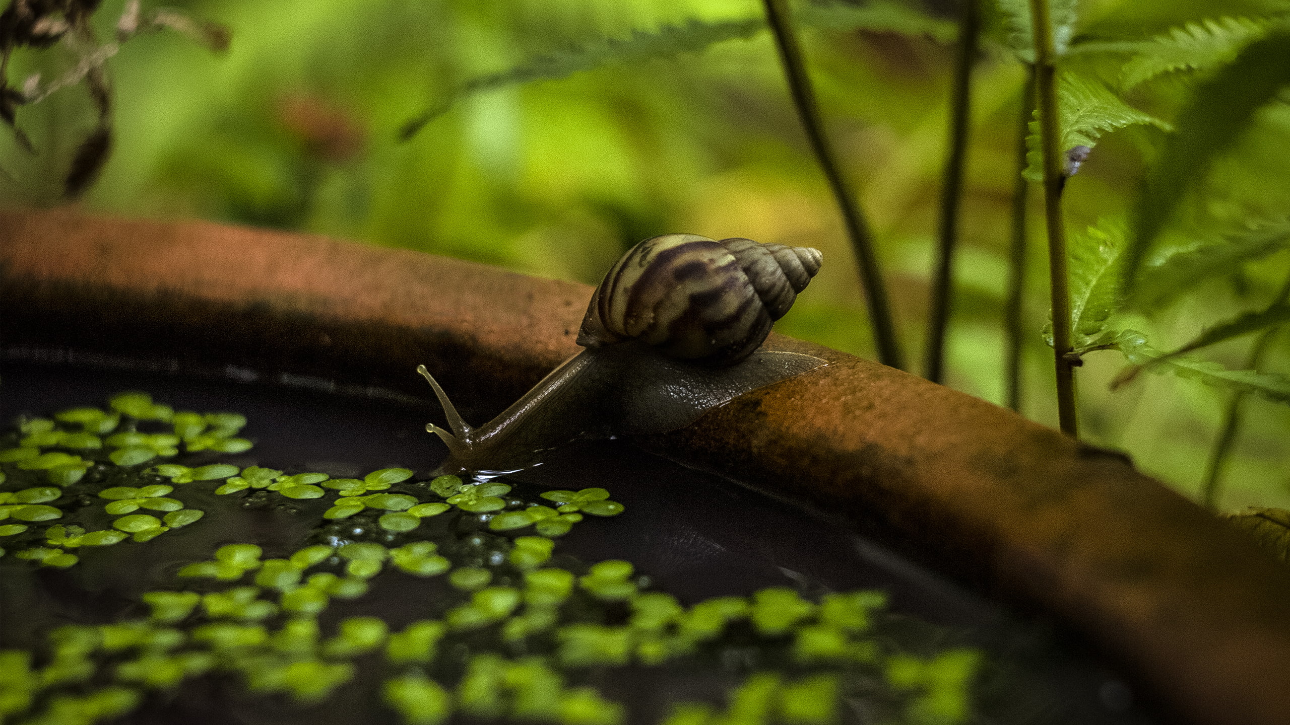 water, vertebrate, selective focus, closeup, one animal, 2K, leaf, animals in the wild, plant part, blurred, animals, animal, no people, outdoors, crawling, HD Wallpaper