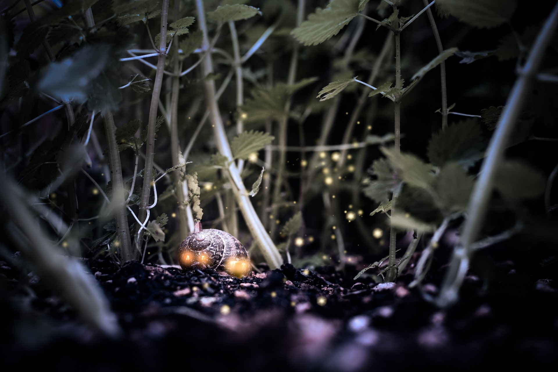 gastropod, animals, food and drink, outdoors, fragility, 1080P, selective focus, nature, digital art, grass, no people, animal wildlife, dirt, closeup, HD Wallpaper