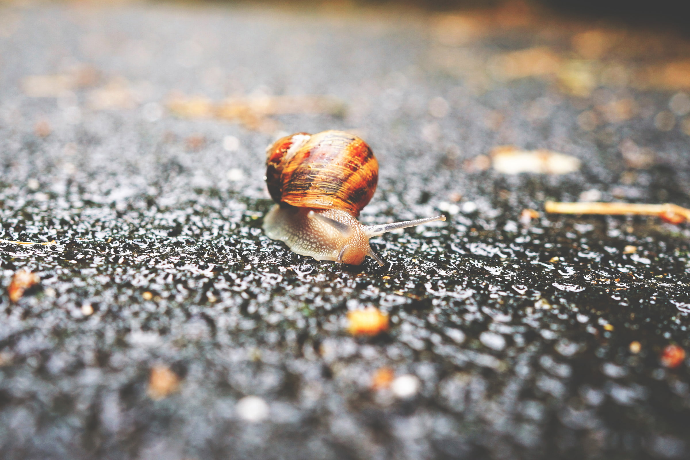 animal themes, photography, 1080P, selective focus, macro, close-up, street, invertebrate, shell, depth of field, mollusk, road, gastropod, animal shell, HD Wallpaper