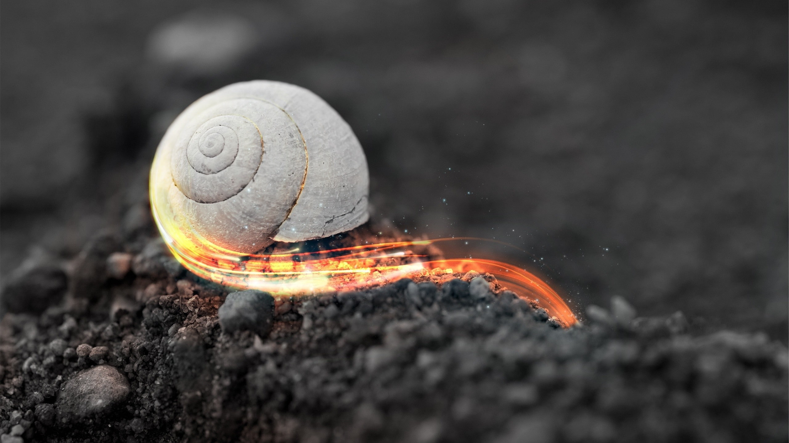 land, selective focus, photo manipulation, solid, animals in the wild, rock - object, animal wildlife, selective coloring, snail, gastropod, invertebrate, HD Wallpaper