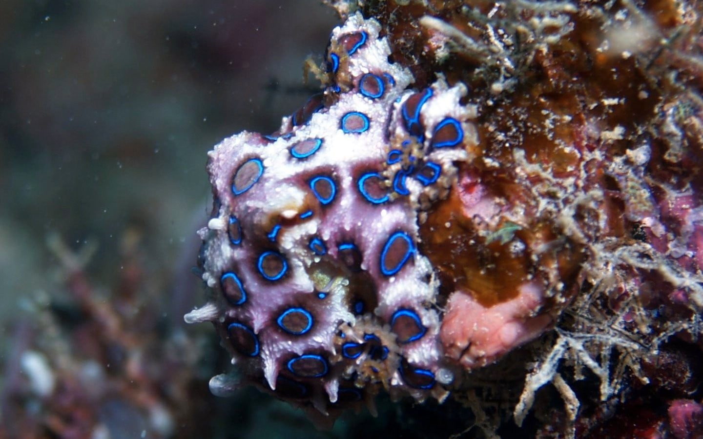 720P, undersea, water, beaded, animal themes, spotted, blue, animals in the wild, animal, accessory, invertebrate, underwater, close-up, ecosystem, coral, HD Wallpaper