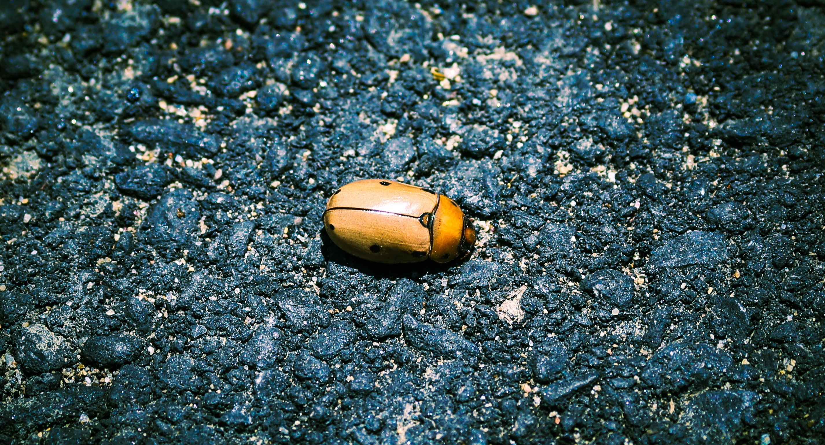 one animal, no people, nature, bug, high angle view, sunlight, land, outdoors, close-up, mollusk, invertebrate, animal themes, day, animal, pebble, shell, HD Wallpaper