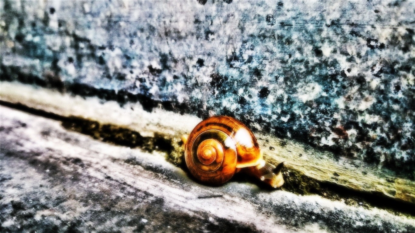 nature, shell, animals, outdoors, animal shell, animal themes, rock, selective focus, one animal, gastropod, animals in the wild, wood - material, animal wildlife, HD Wallpaper