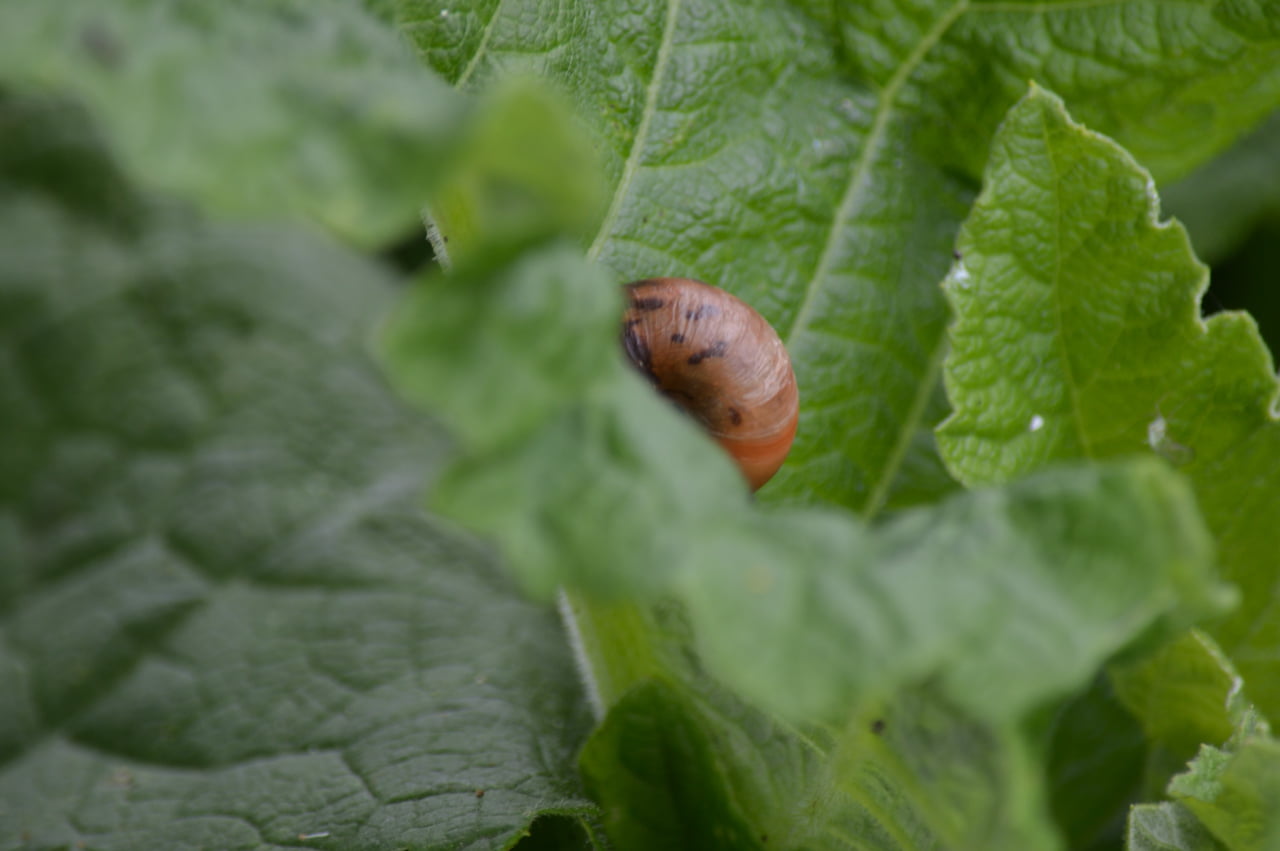 green color, small, mollusk, plants, animal, animal wildlife, leaf, outdoors, nature, gastropod, day, plant part, animal themes, shell, close-up, 720P, HD Wallpaper