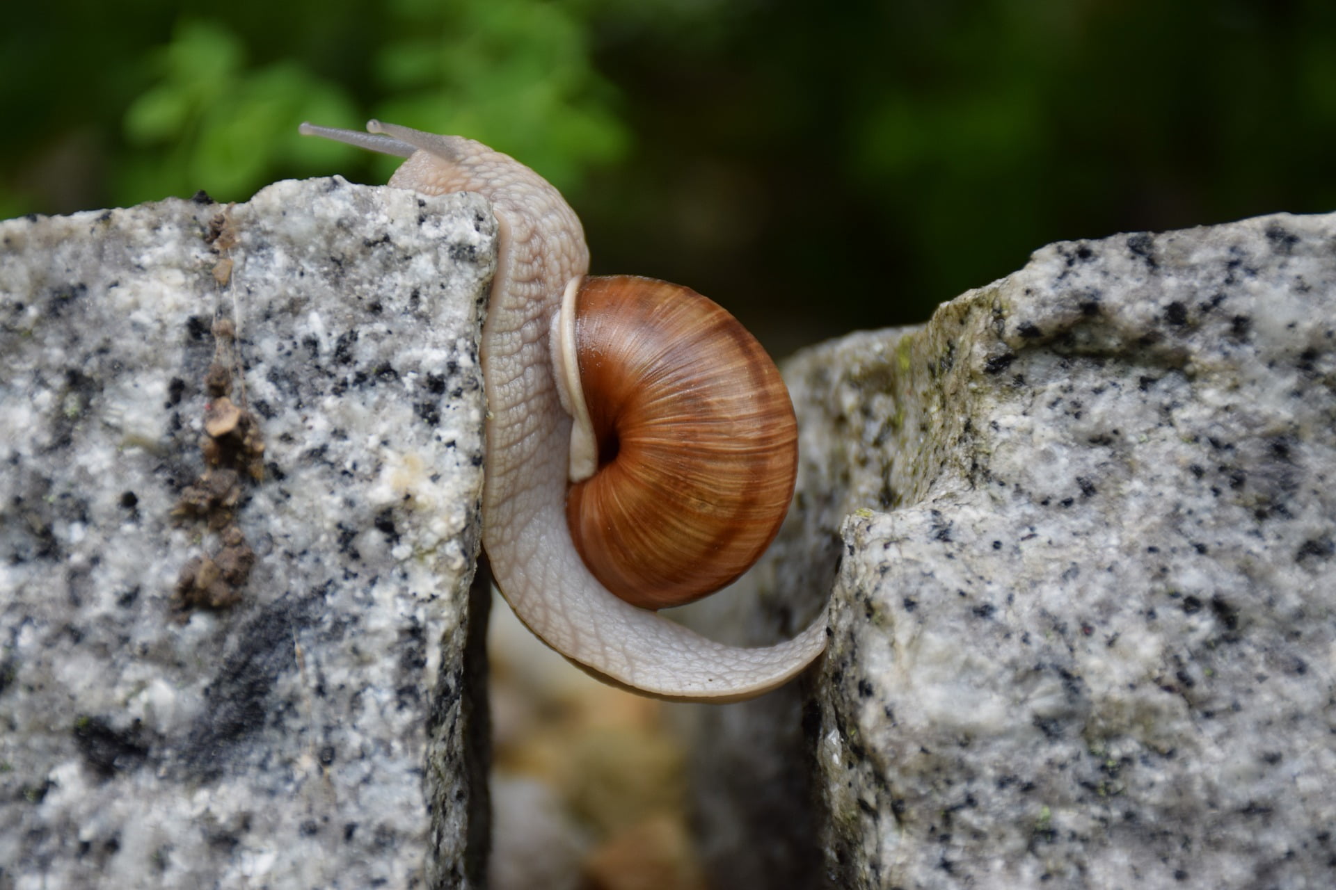 snail, close-up, animal themes, invertebrate, animal shell, crawling, animal antenna, rock - object, one animal, gastropod, selective focus, nature, mollusk, HD Wallpaper